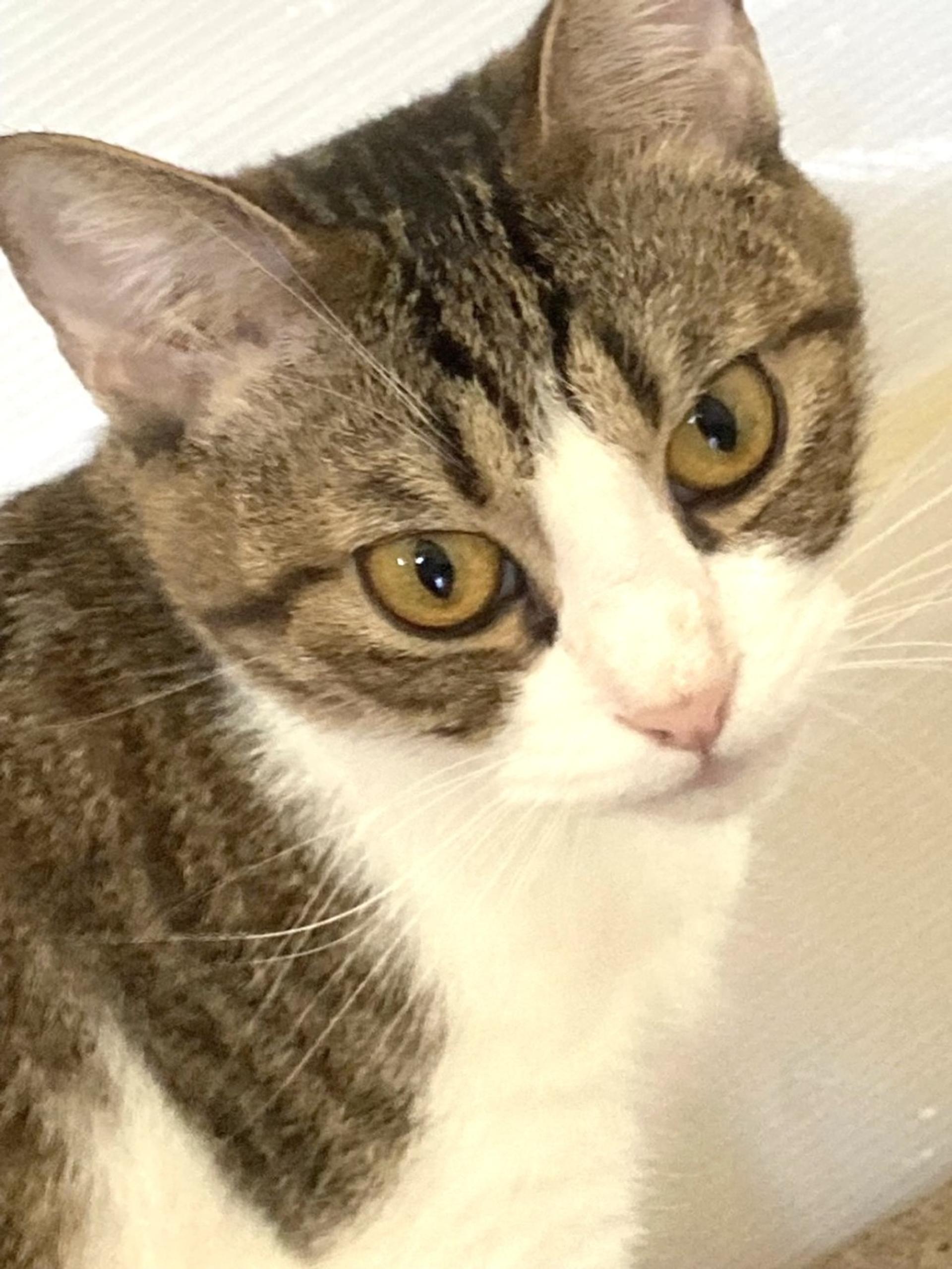 pet-image-4