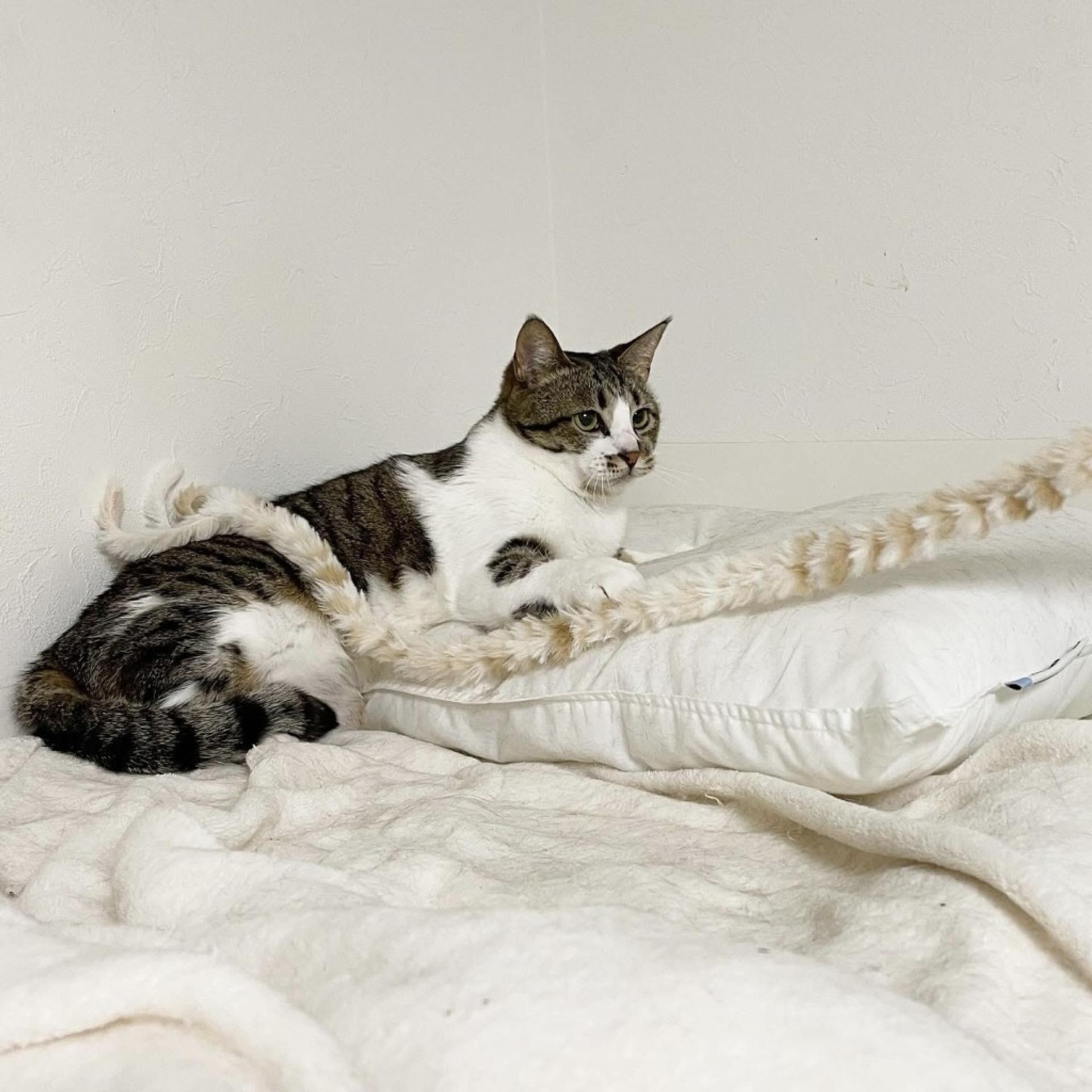 pet-image-5