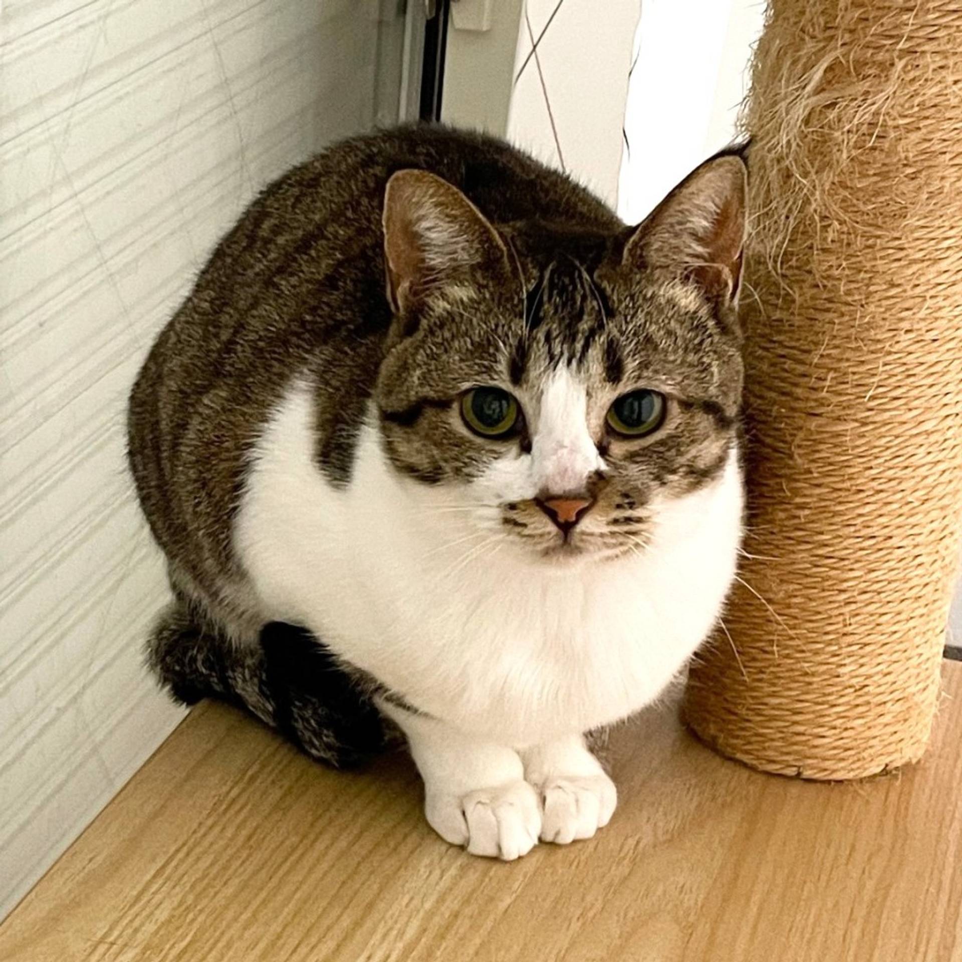 雑種（ミックス猫）・メスの里親募集の写真