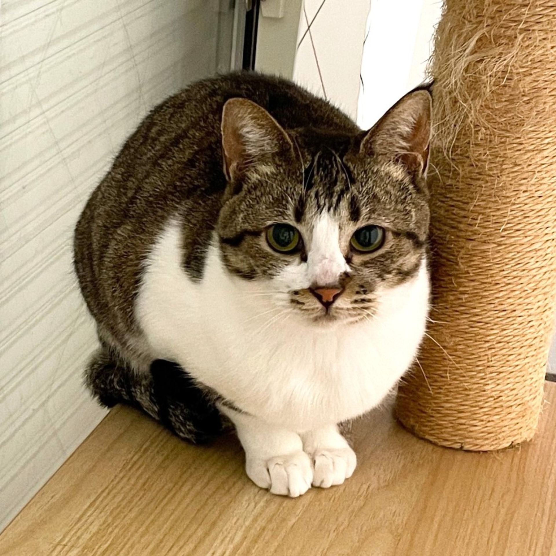 雑種（ミックス猫）・メスの里親募集の写真