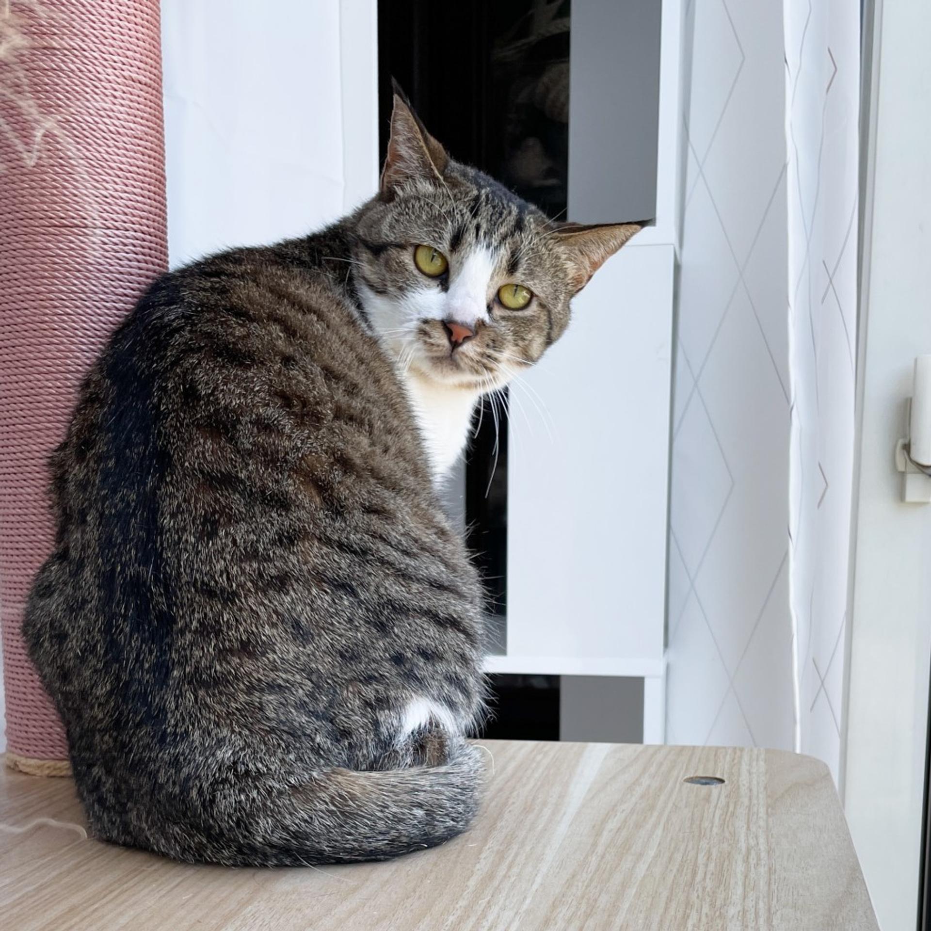 pet-image-3
