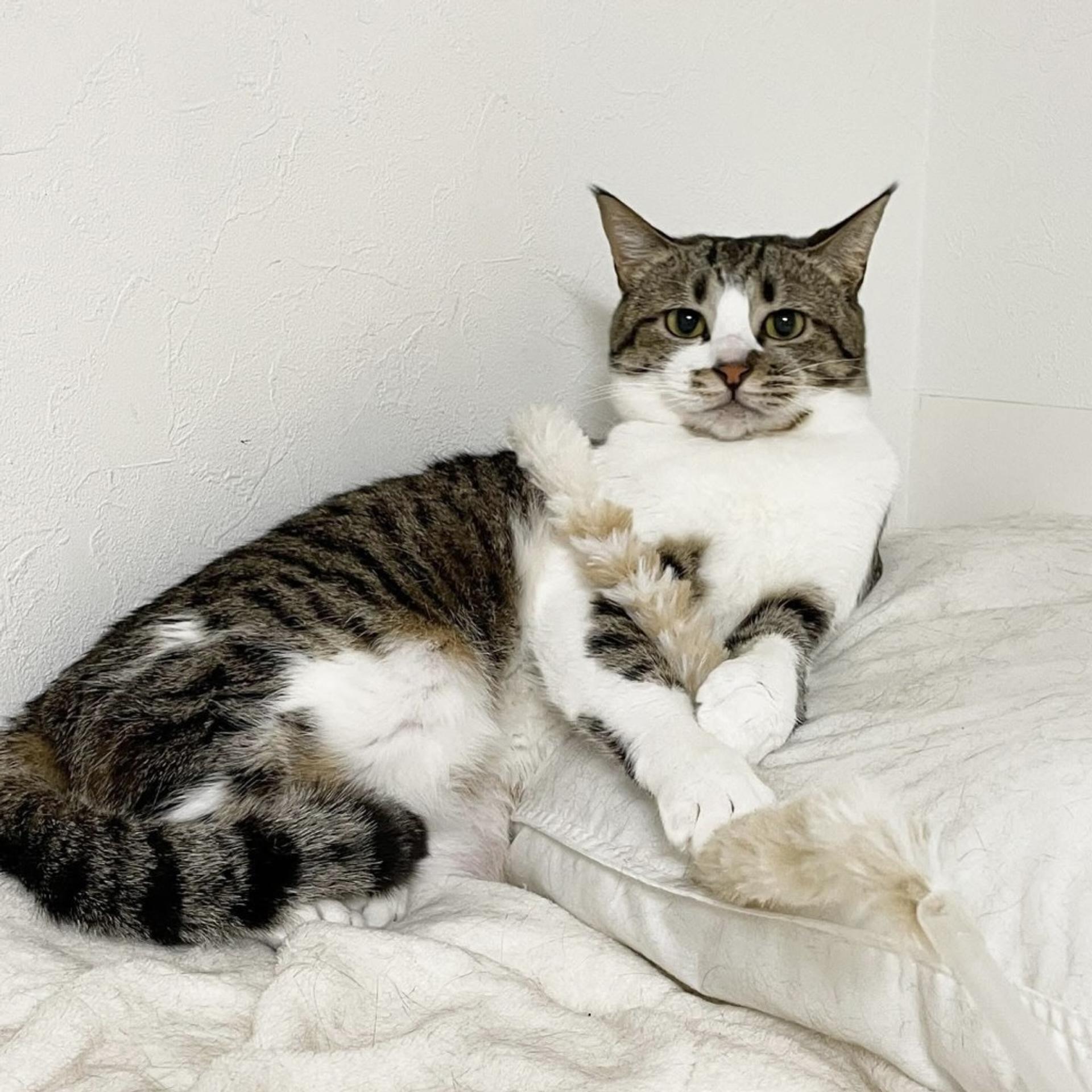 pet-image-4
