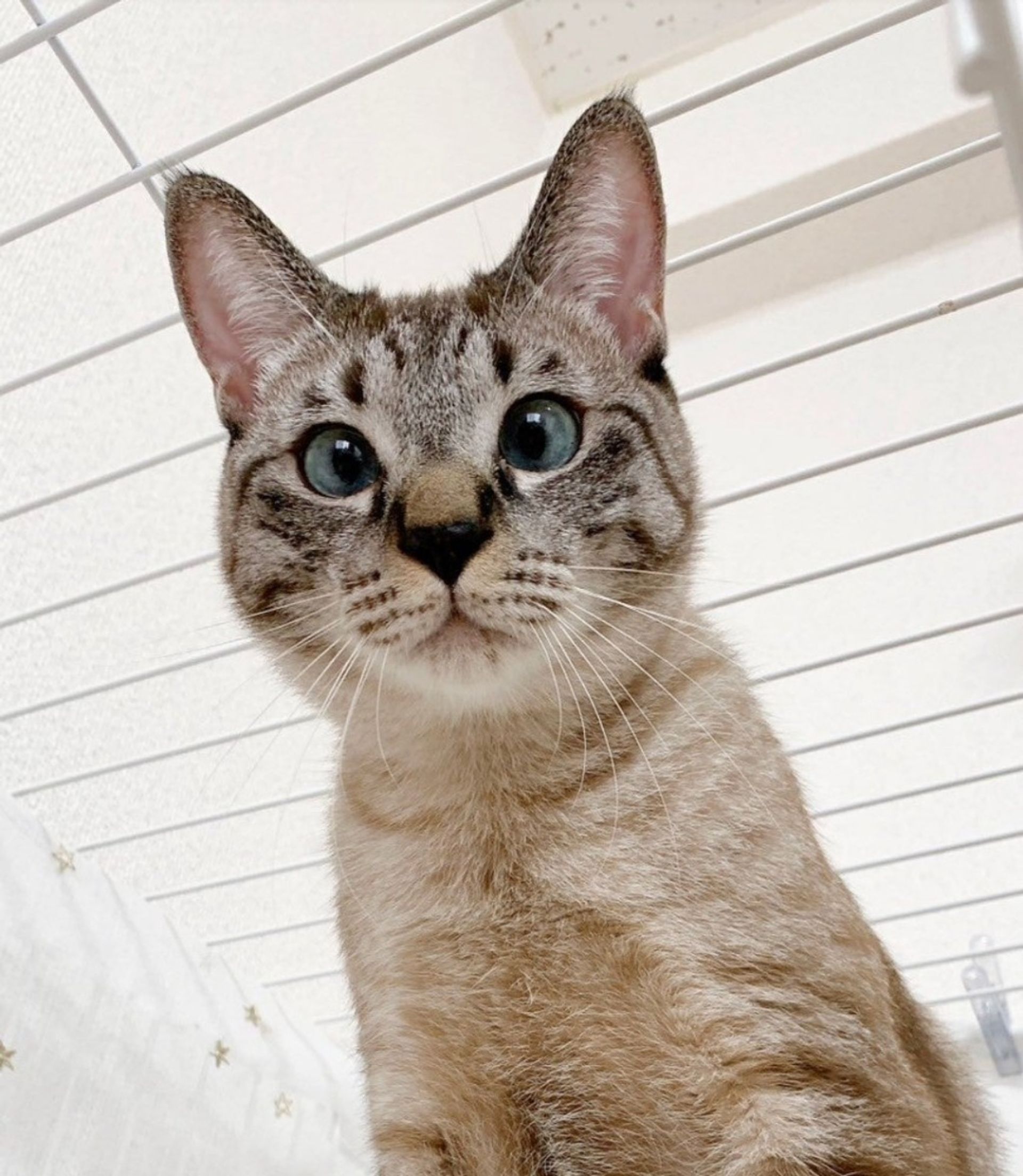 雑種（ミックス猫）・オスの里親募集の写真