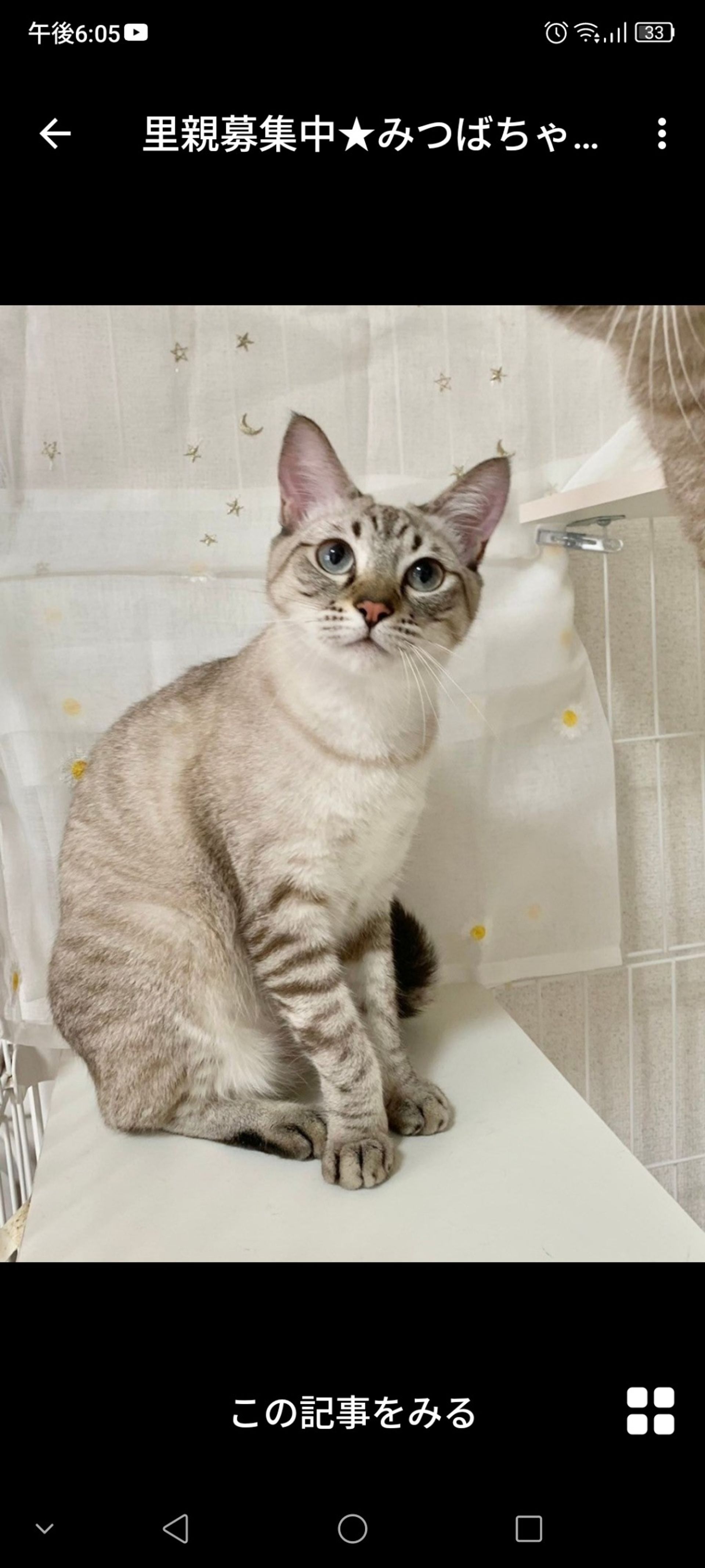 雑種（ミックス猫）・メスの里親募集の写真