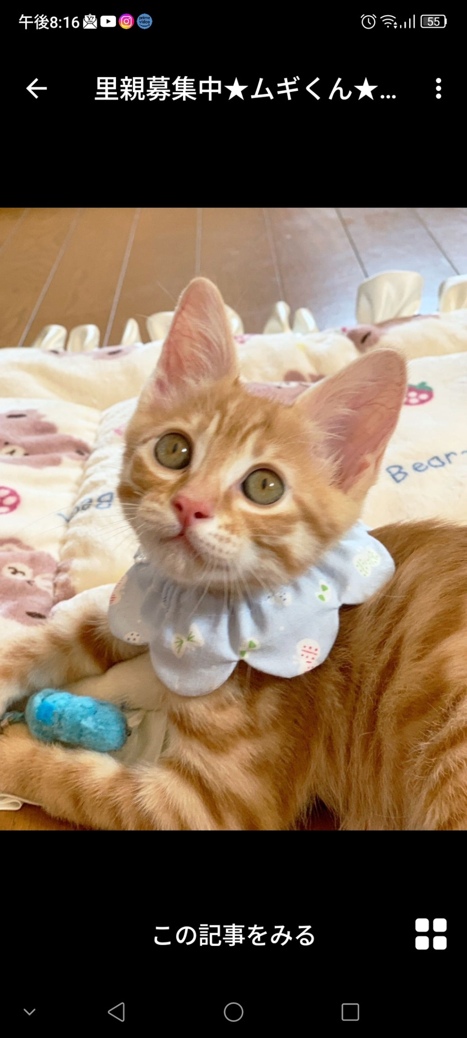 雑種（ミックス猫）・オスの里親募集の写真