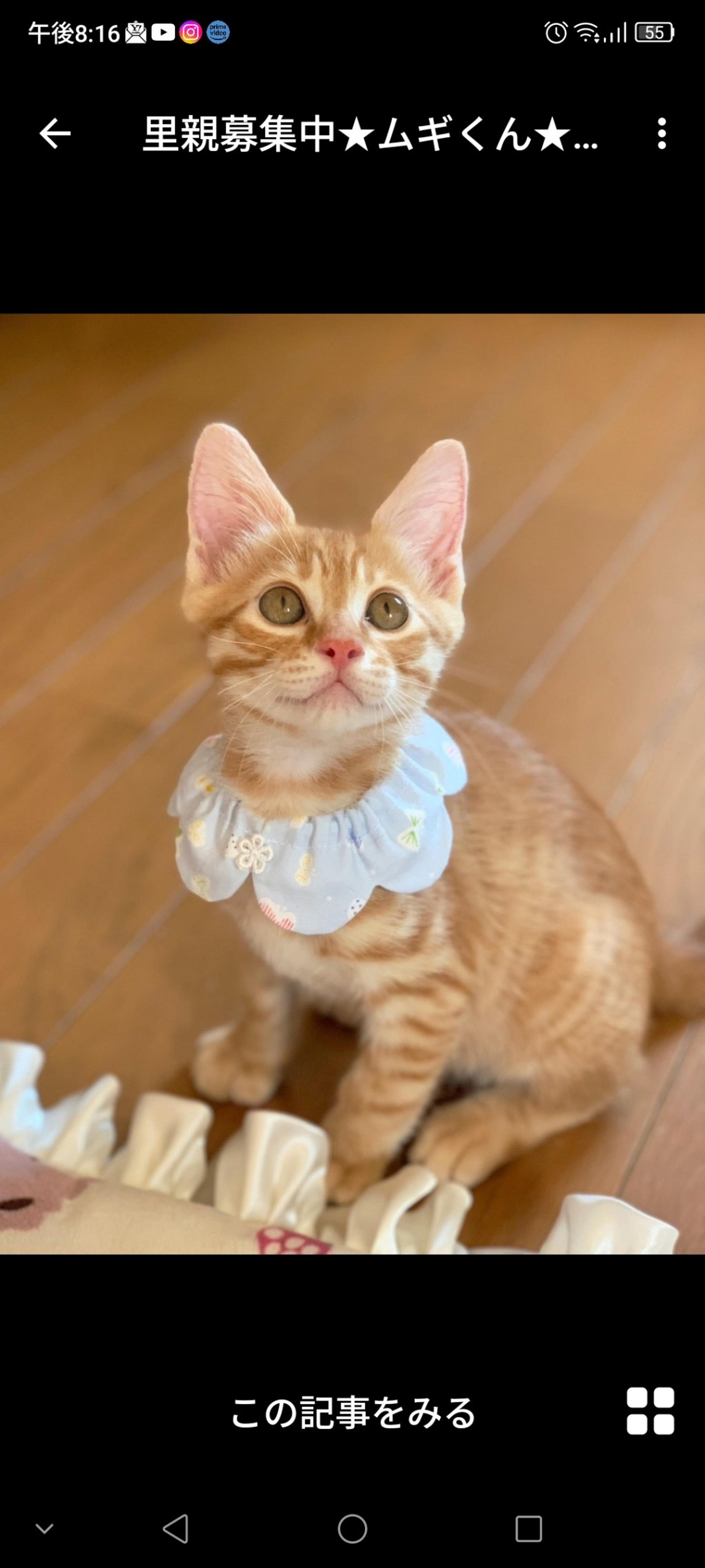 pet-image-3