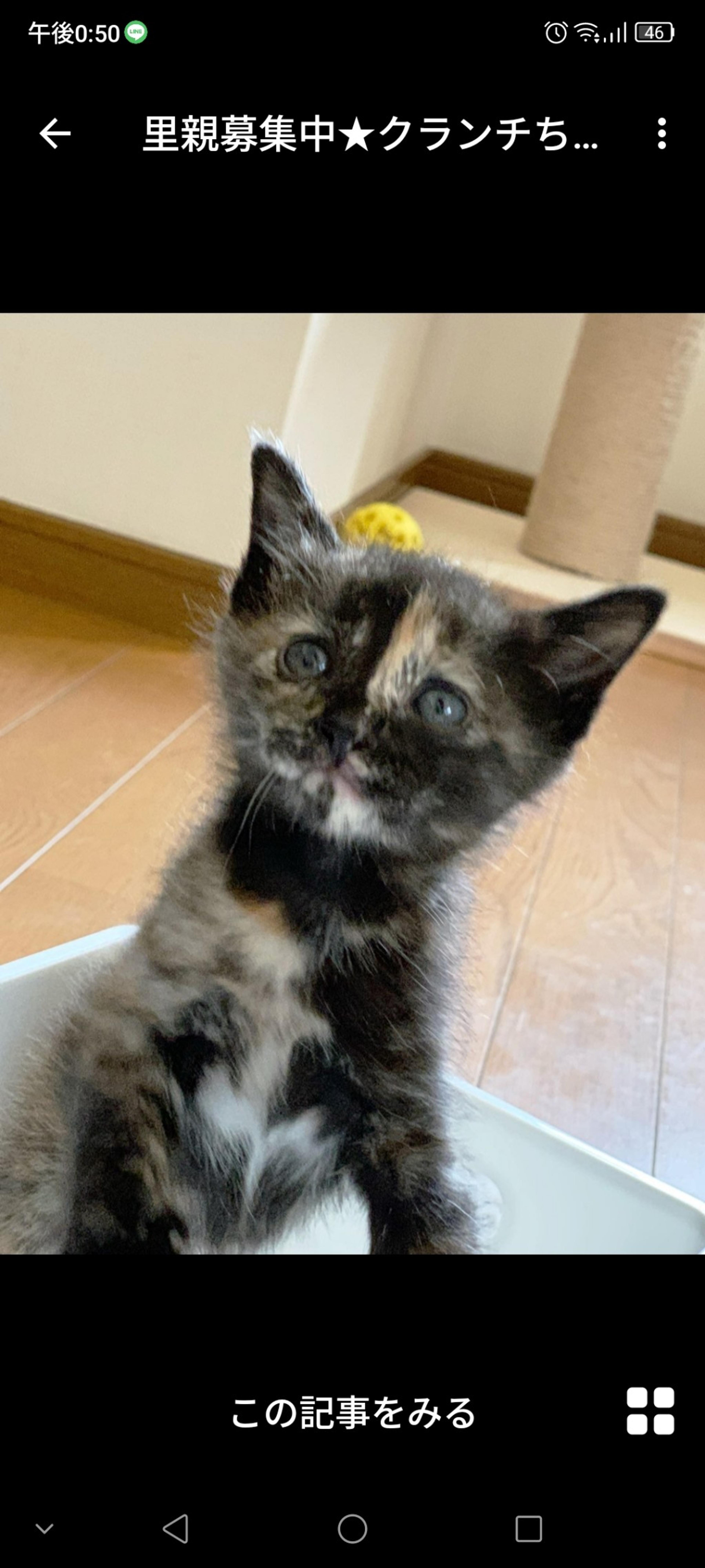 pet-image-3