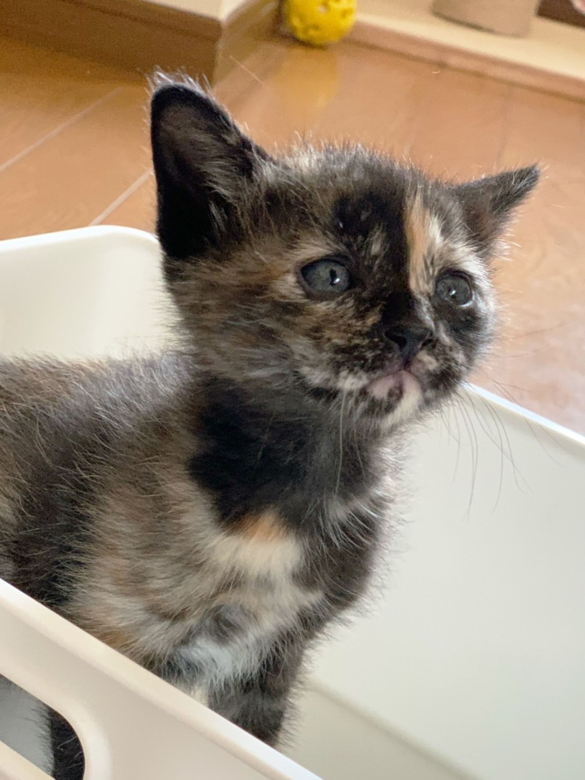 雑種（ミックス猫）・メスの里親募集の写真
