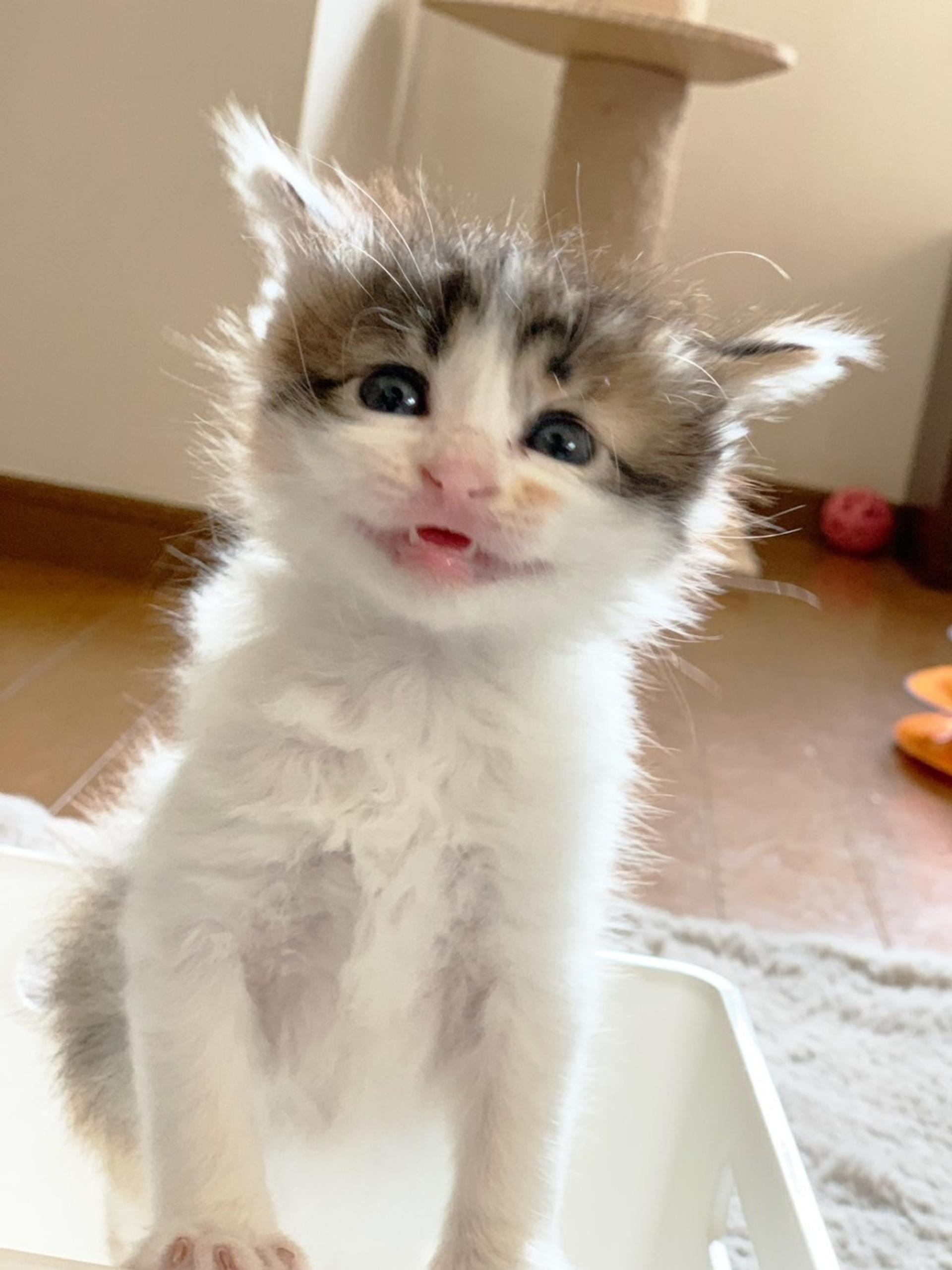 pet-image-3