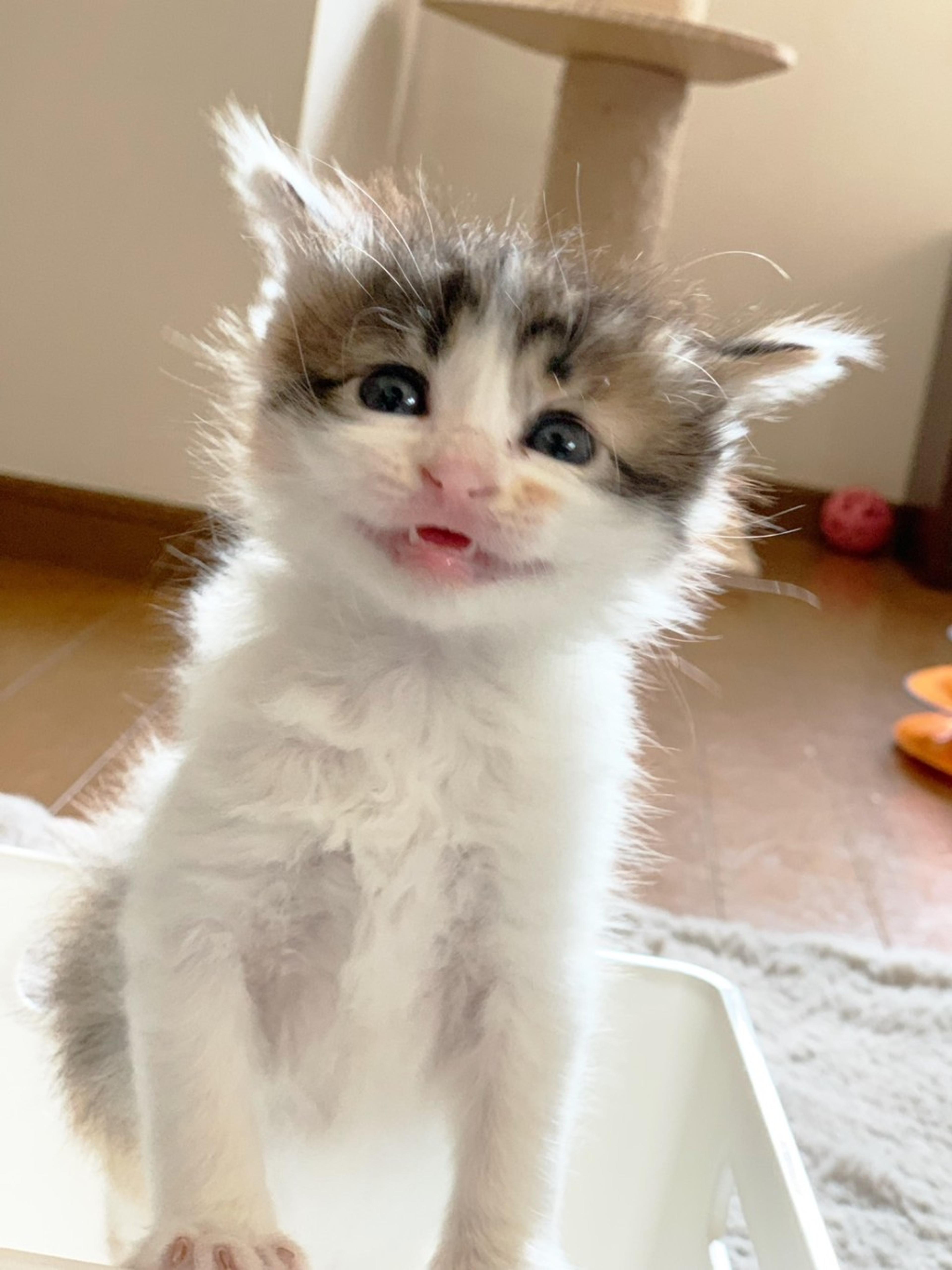 pet-image-3