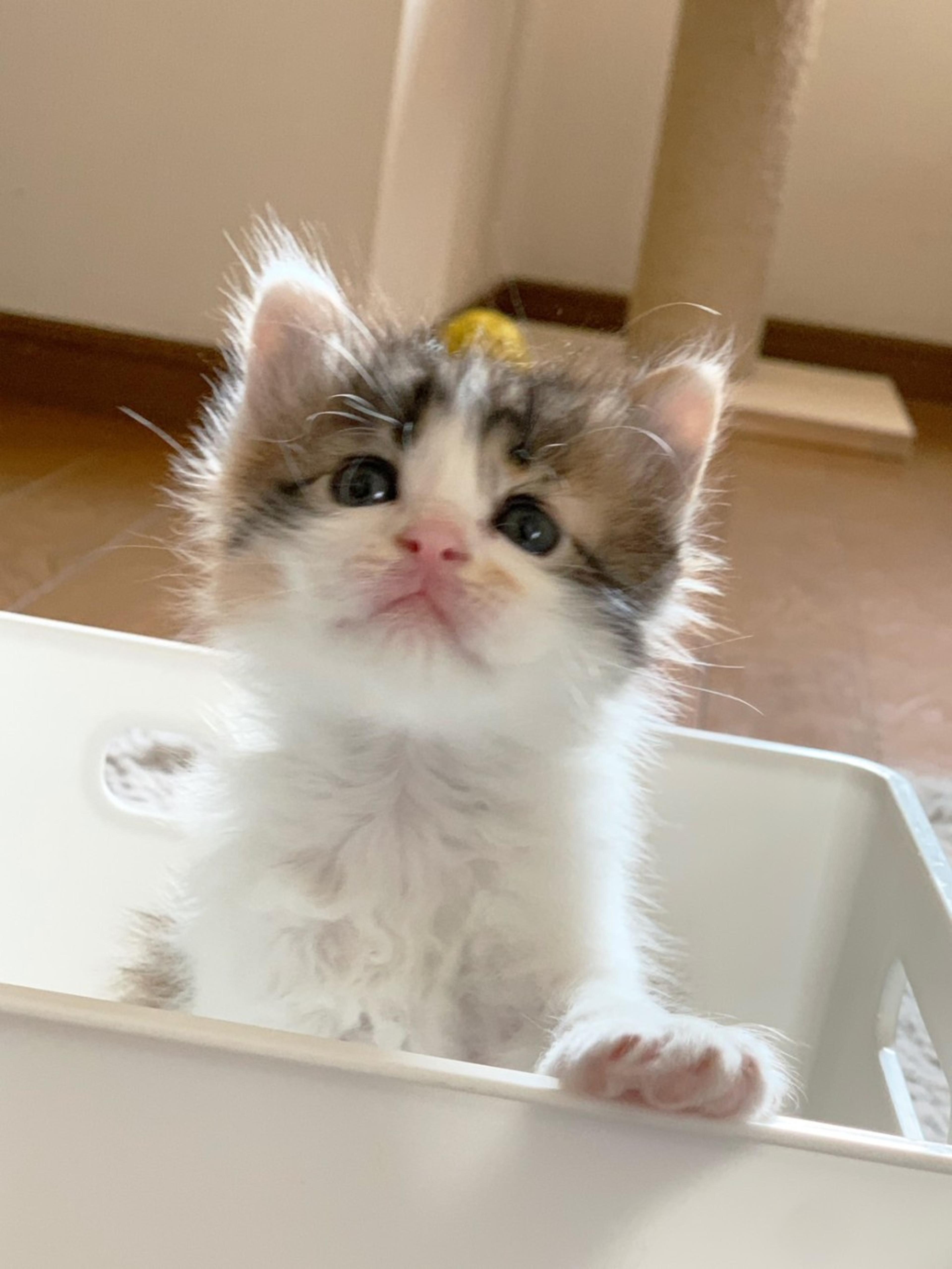 pet-image-2