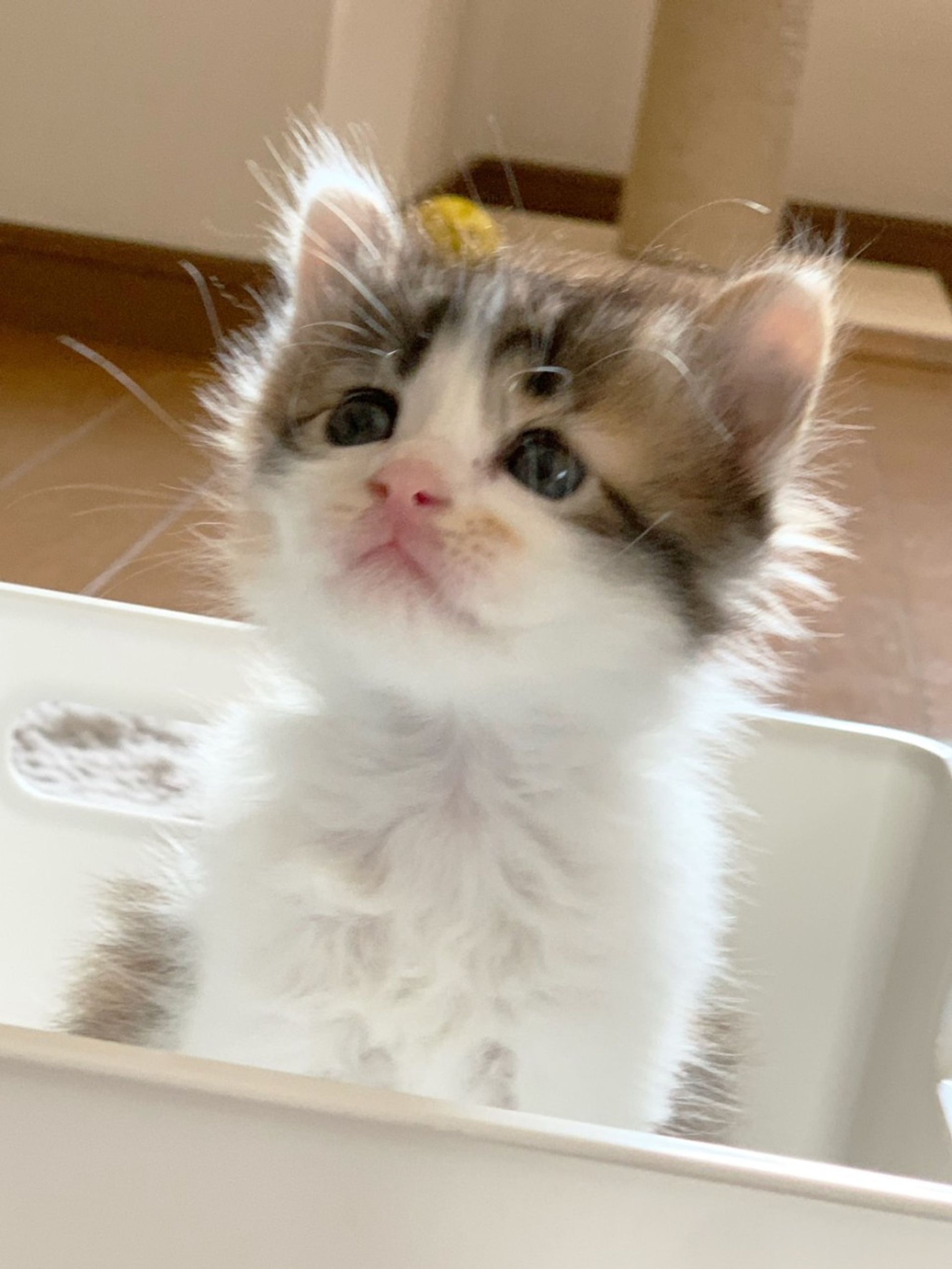雑種（ミックス猫）・メスの里親募集の写真