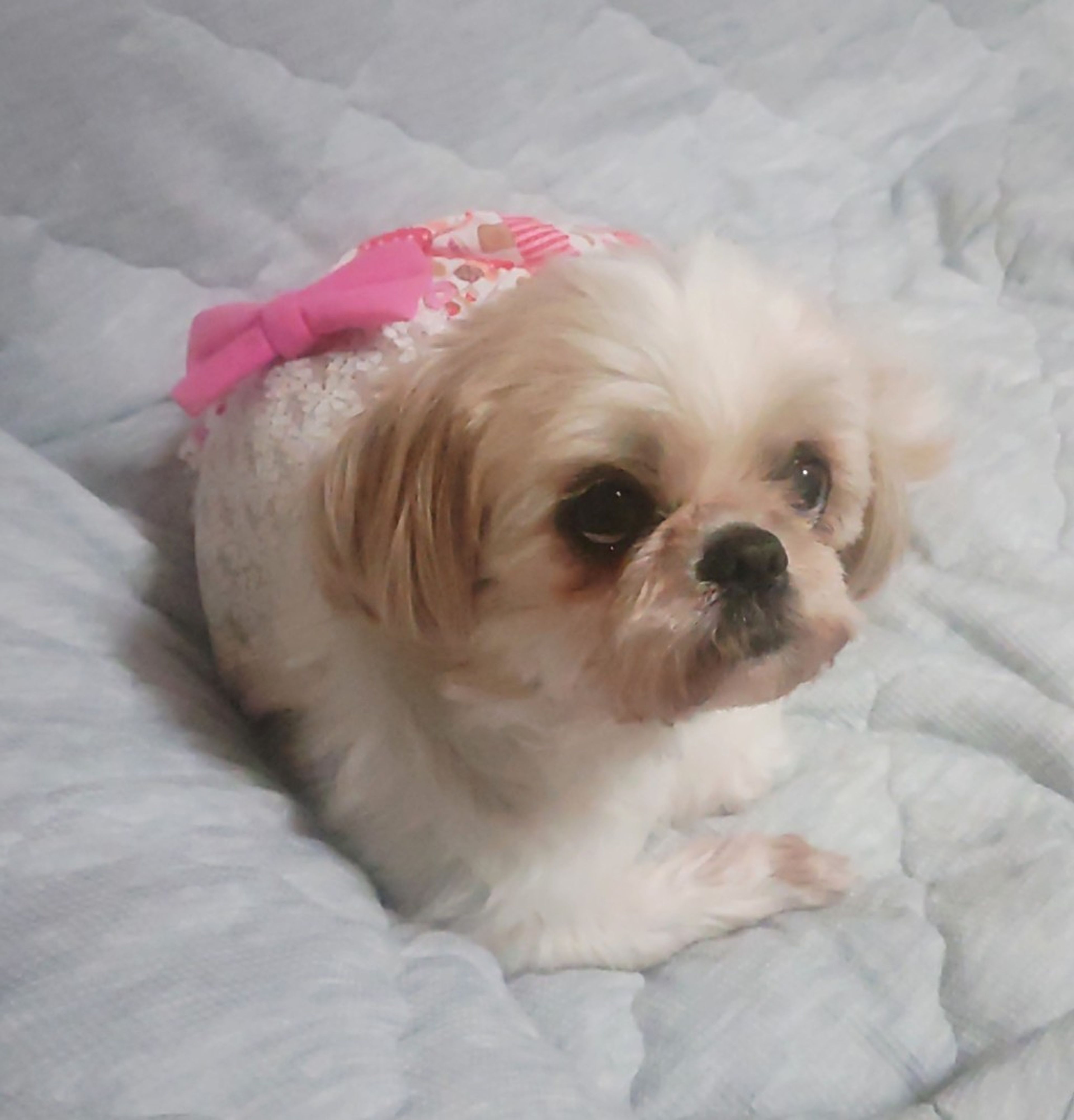 pet-image-2