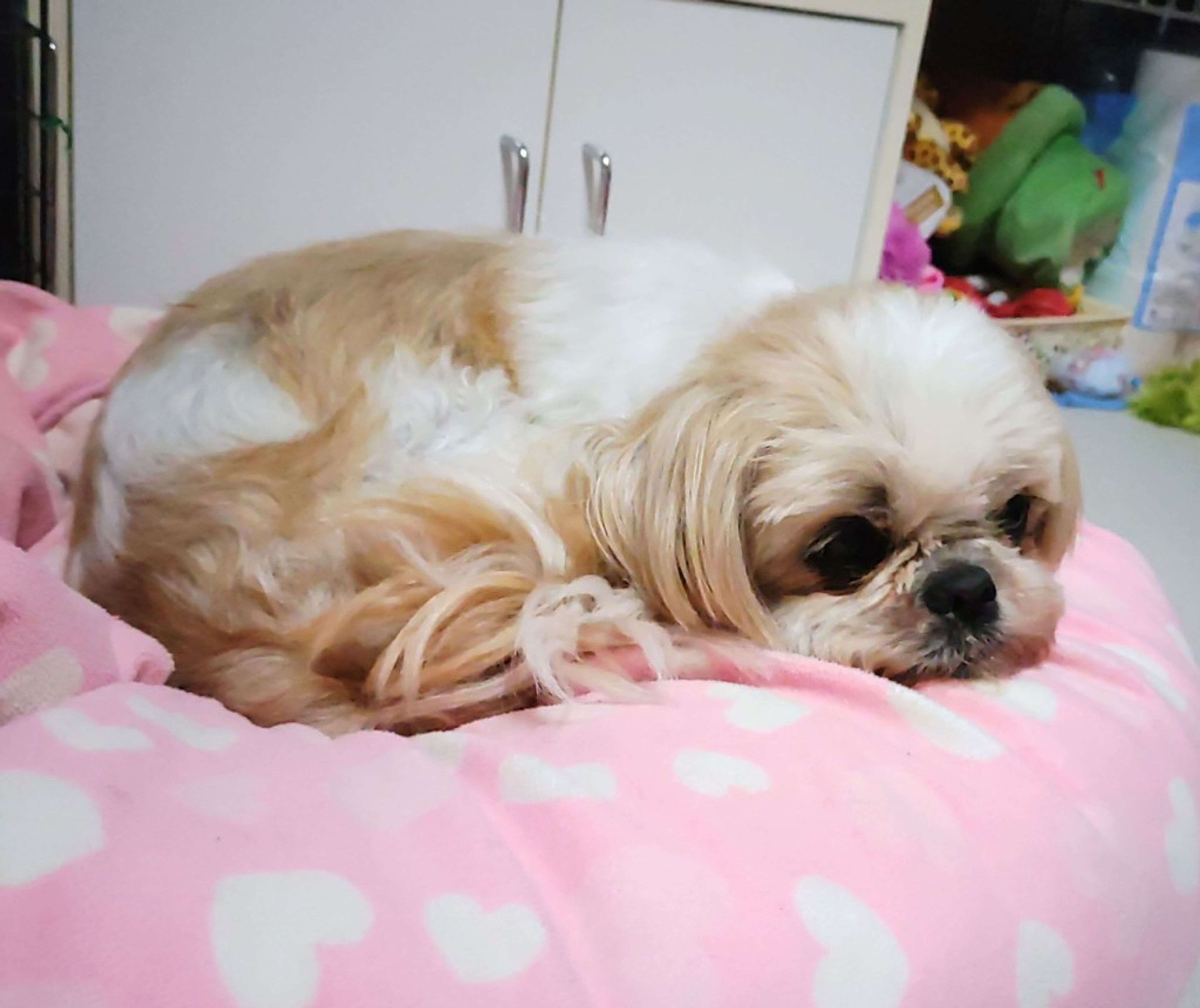 pet-image-3