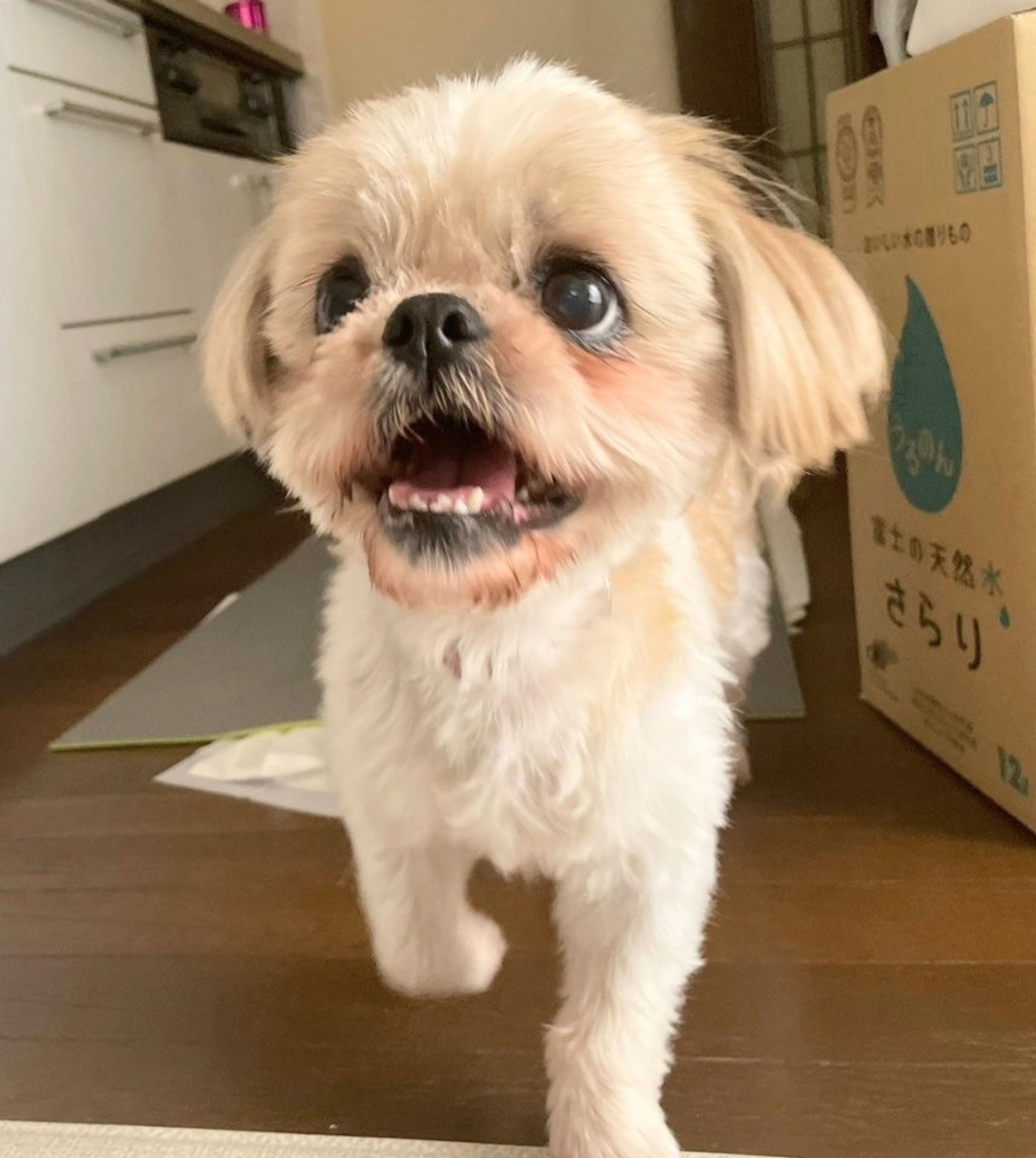 pet-image-4
