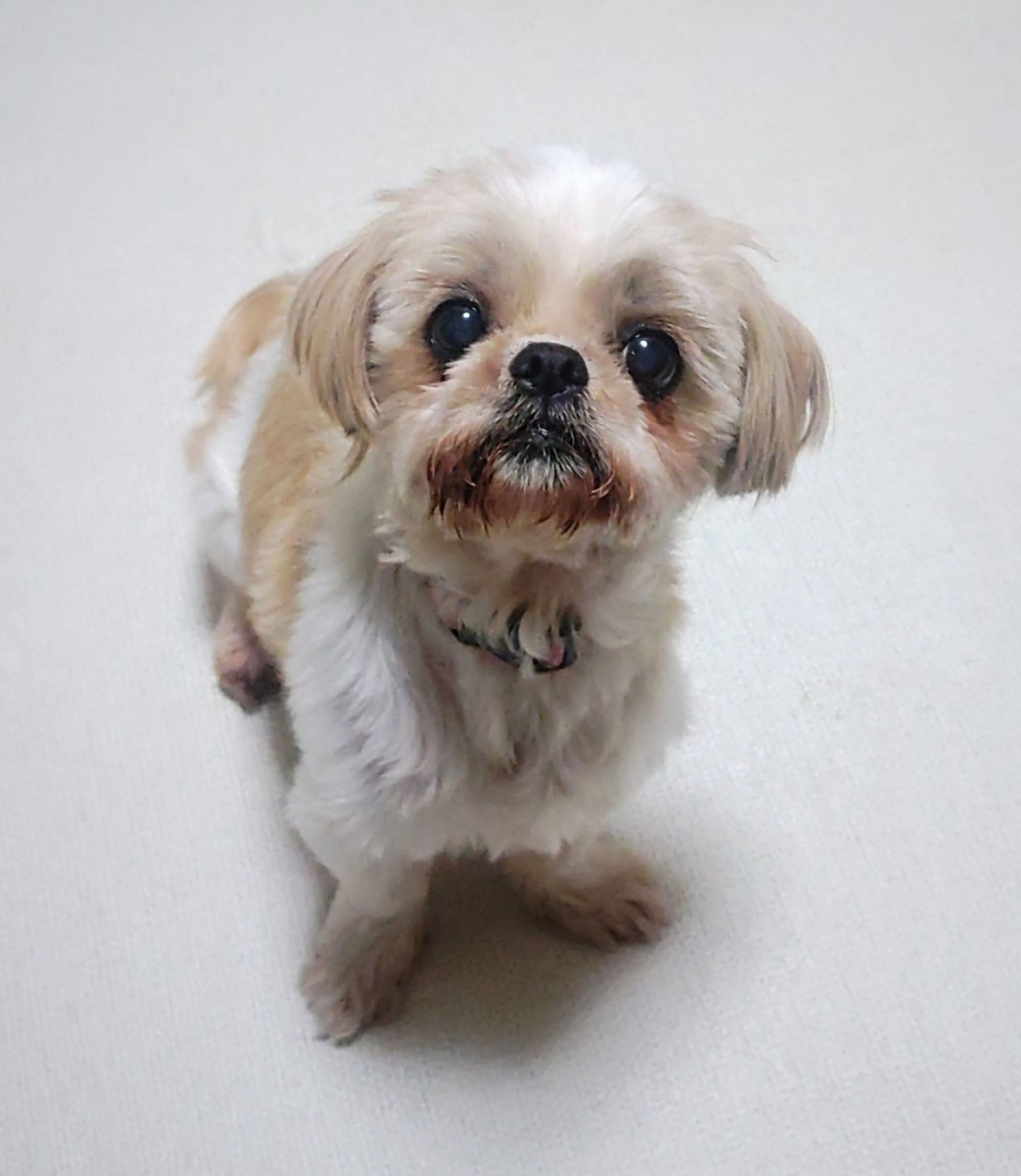pet-image-5