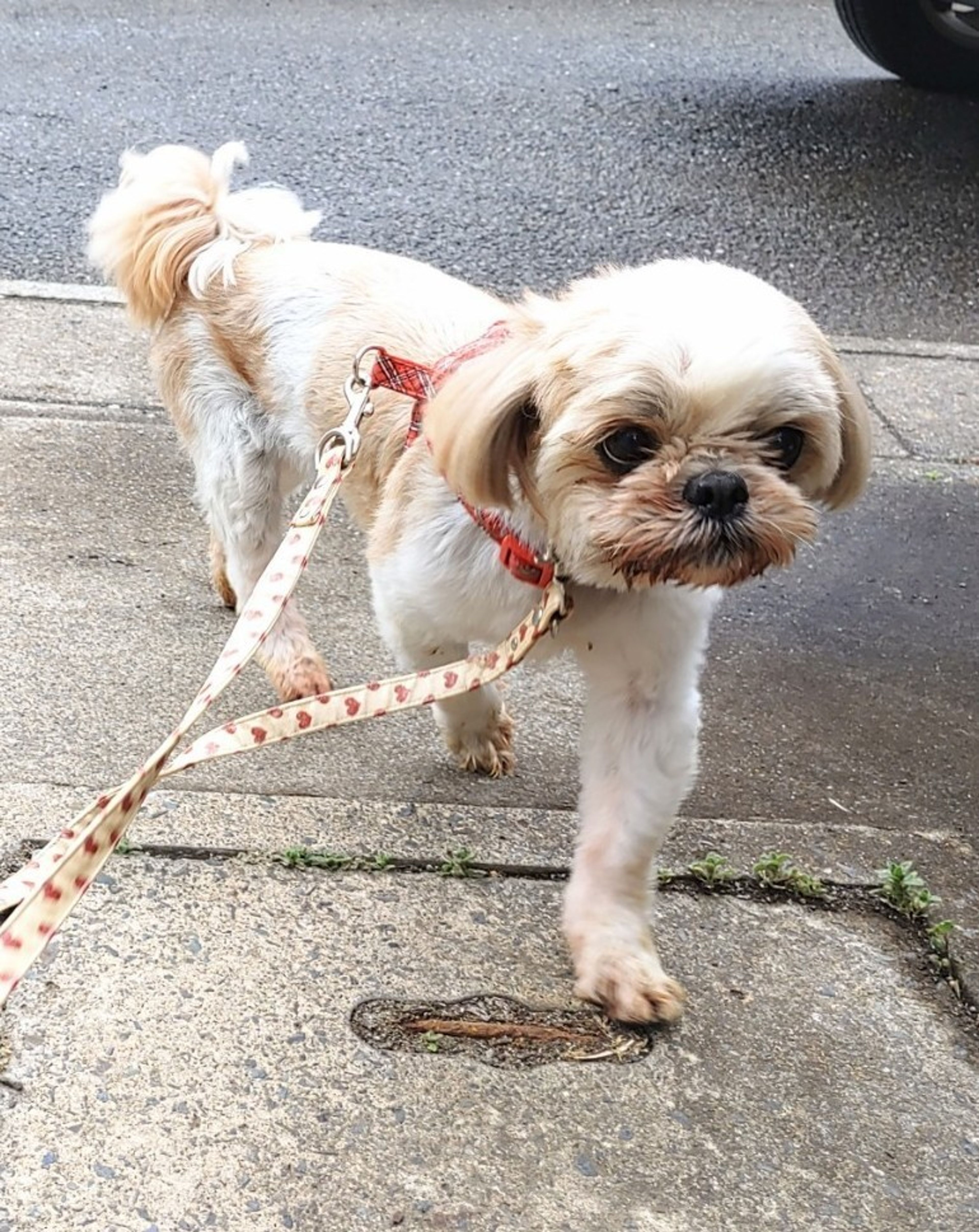 pet-image-6