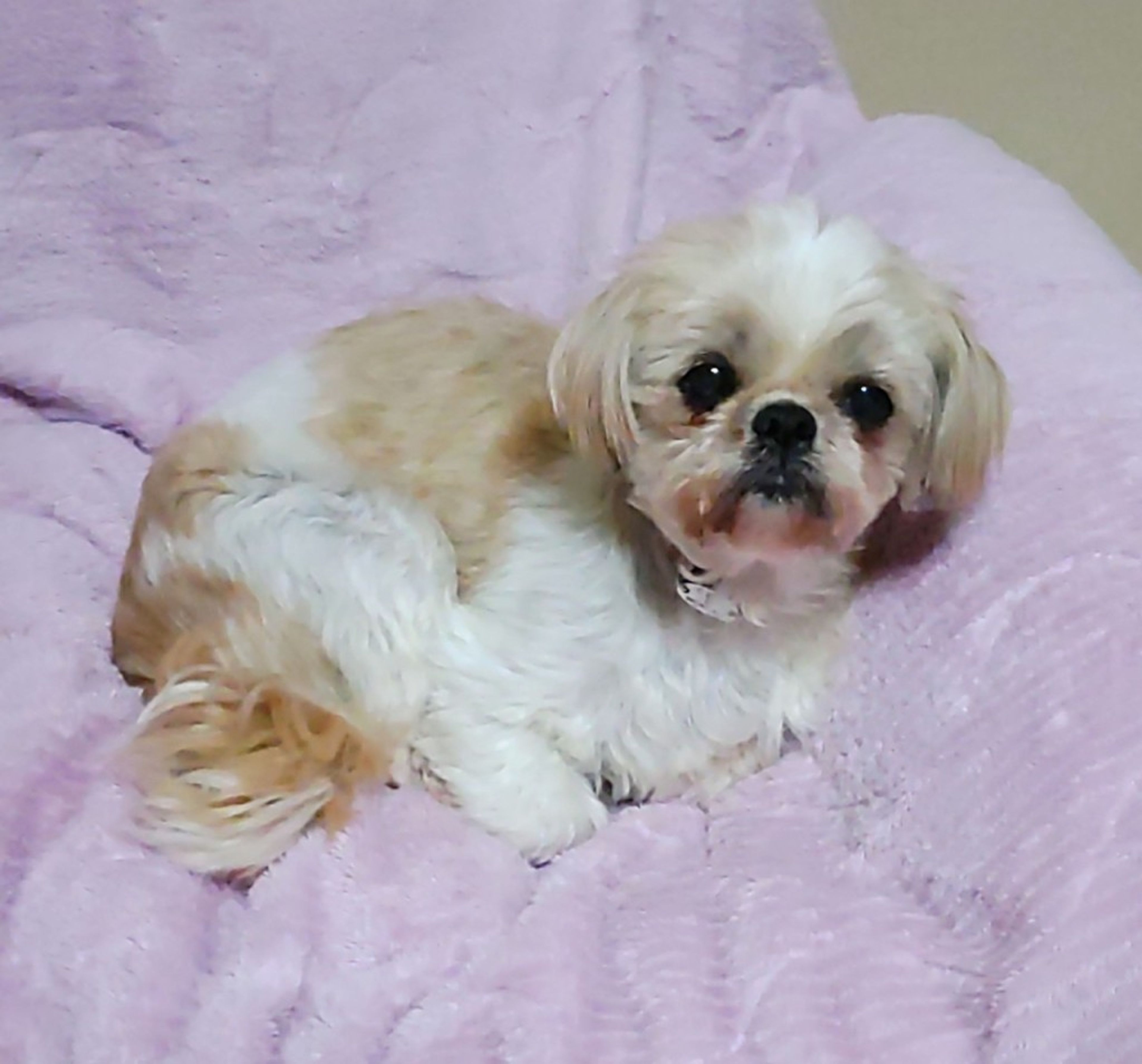 pet-image-7