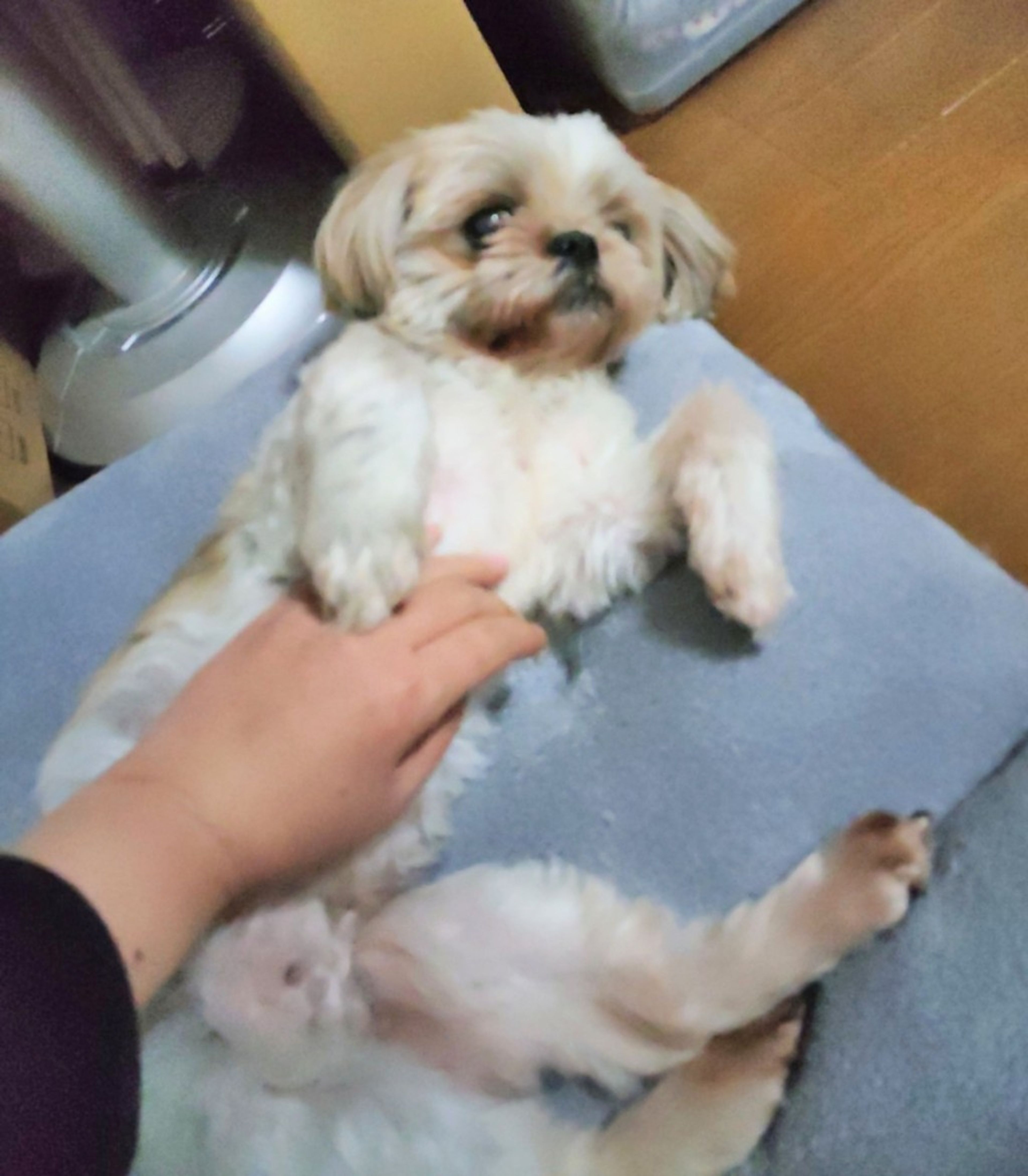 pet-image-8