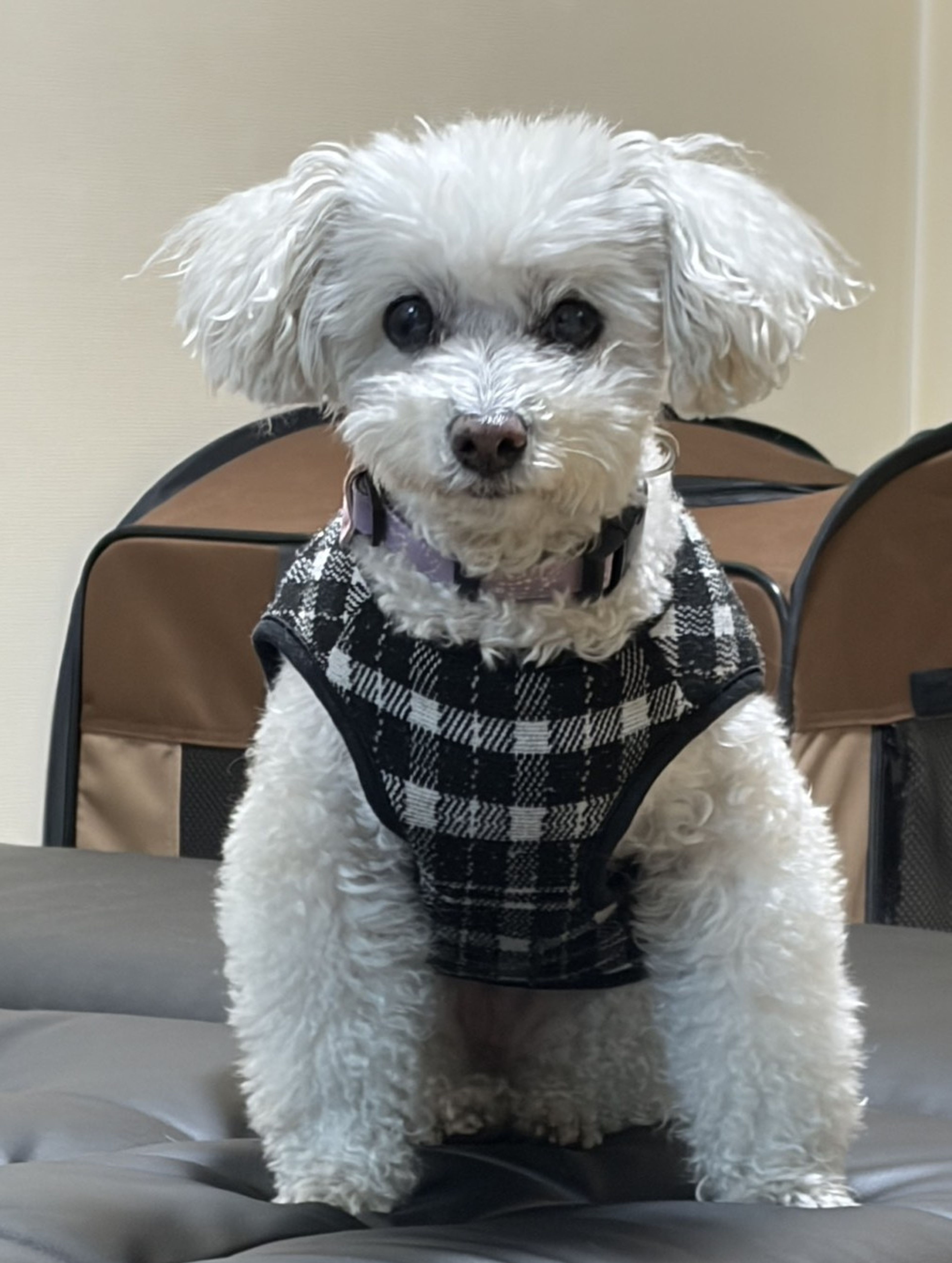 雑種（ミックス犬）・メスの里親募集の写真