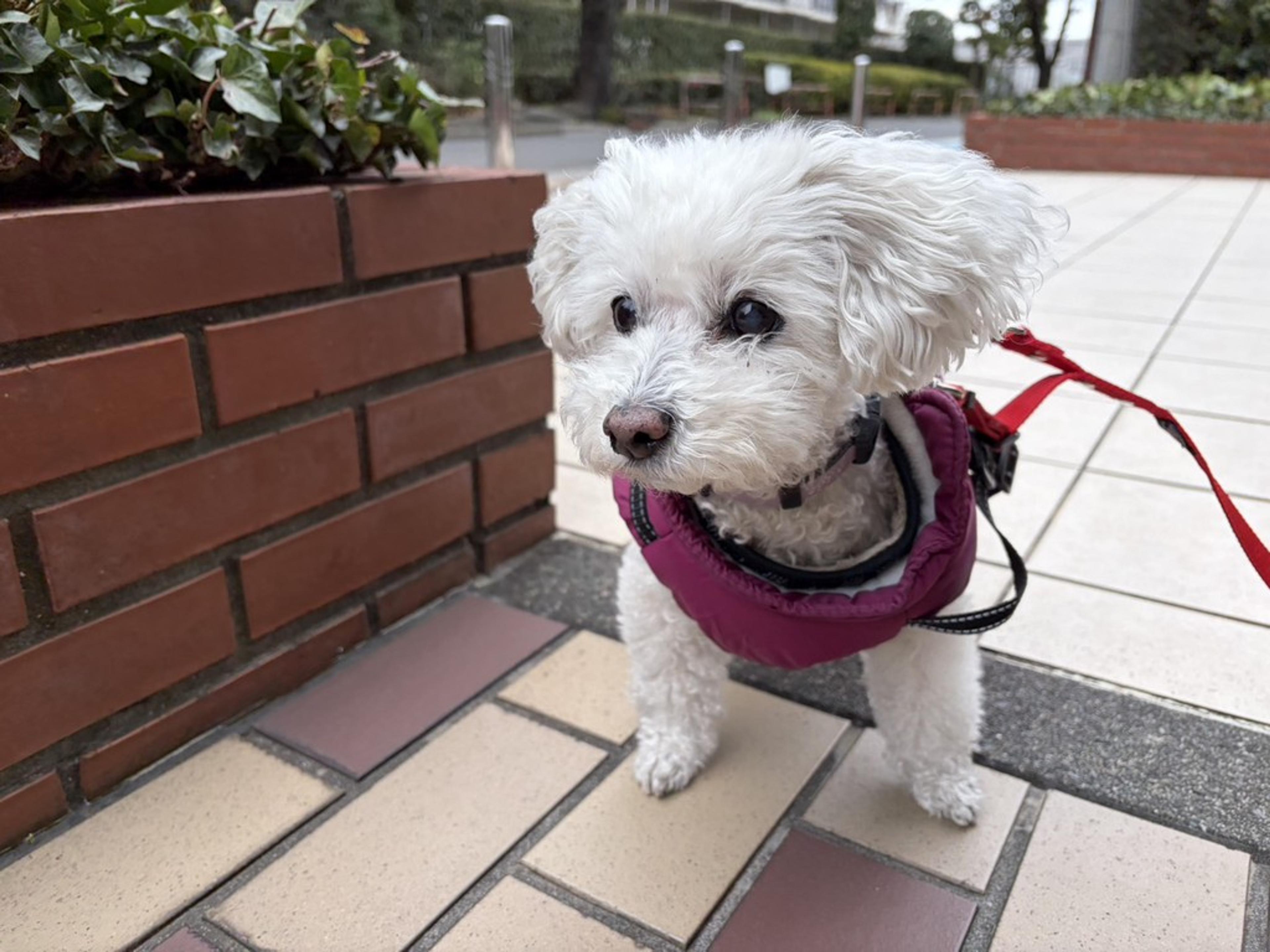 pet-image-2