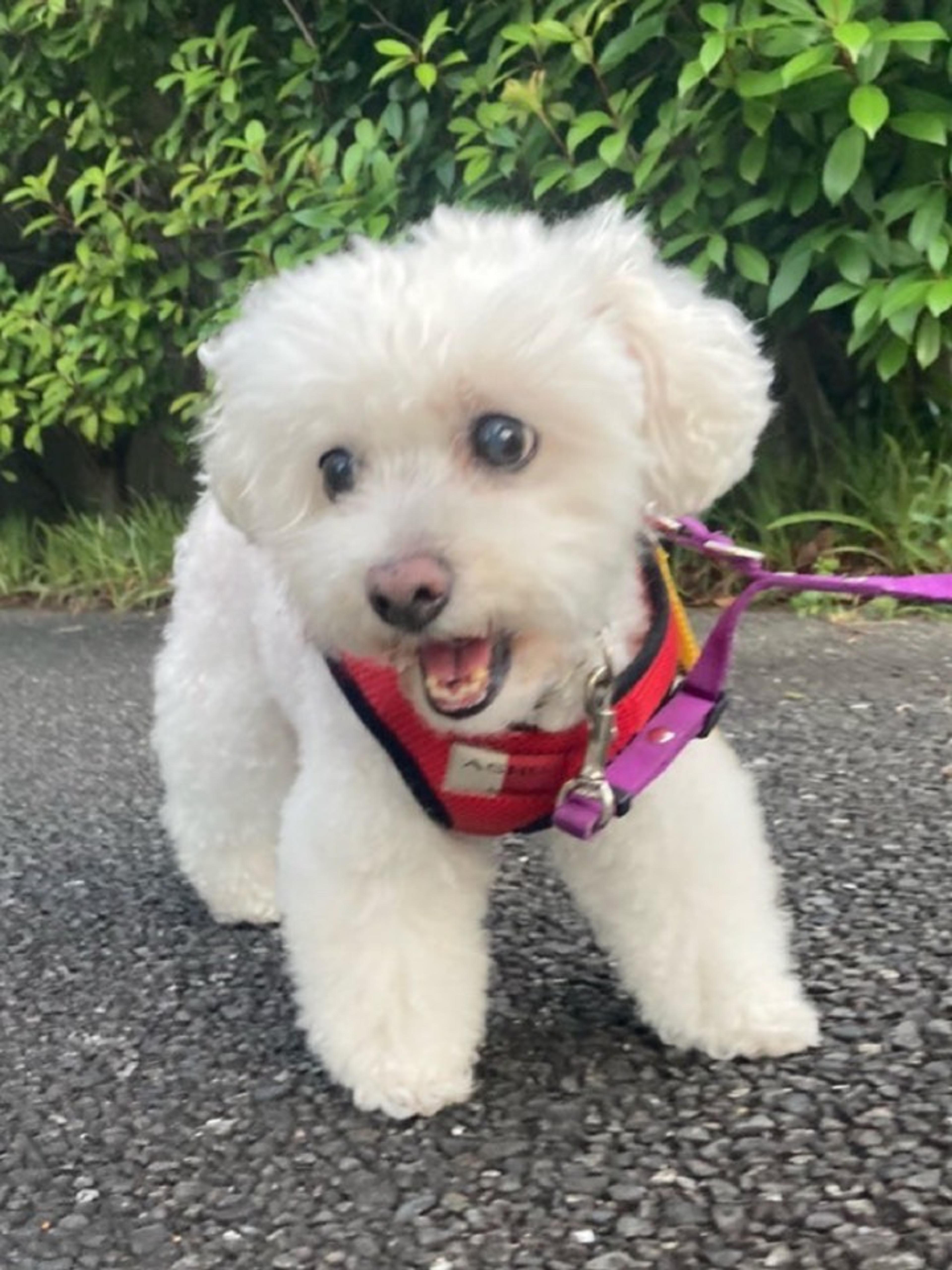 pet-image-3