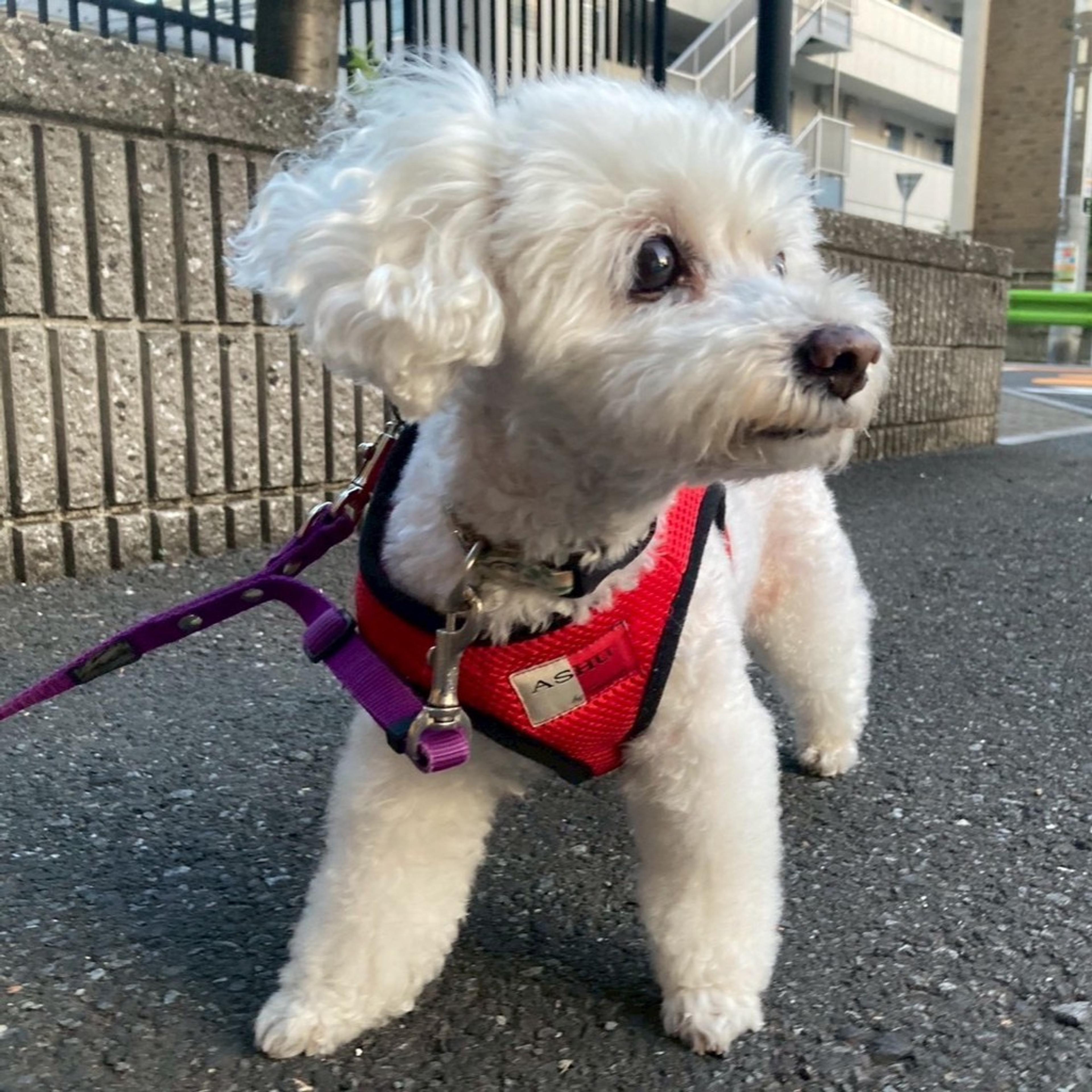 pet-image-4