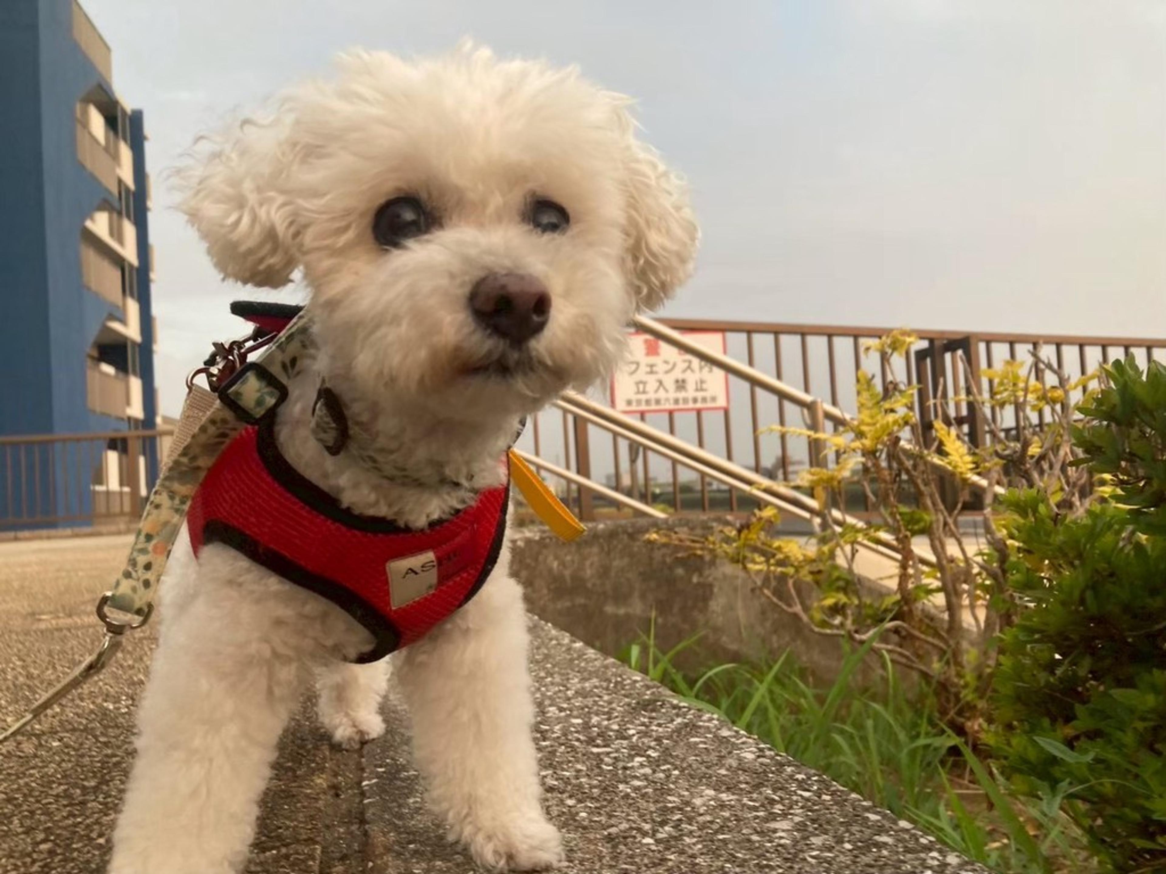 pet-image-5
