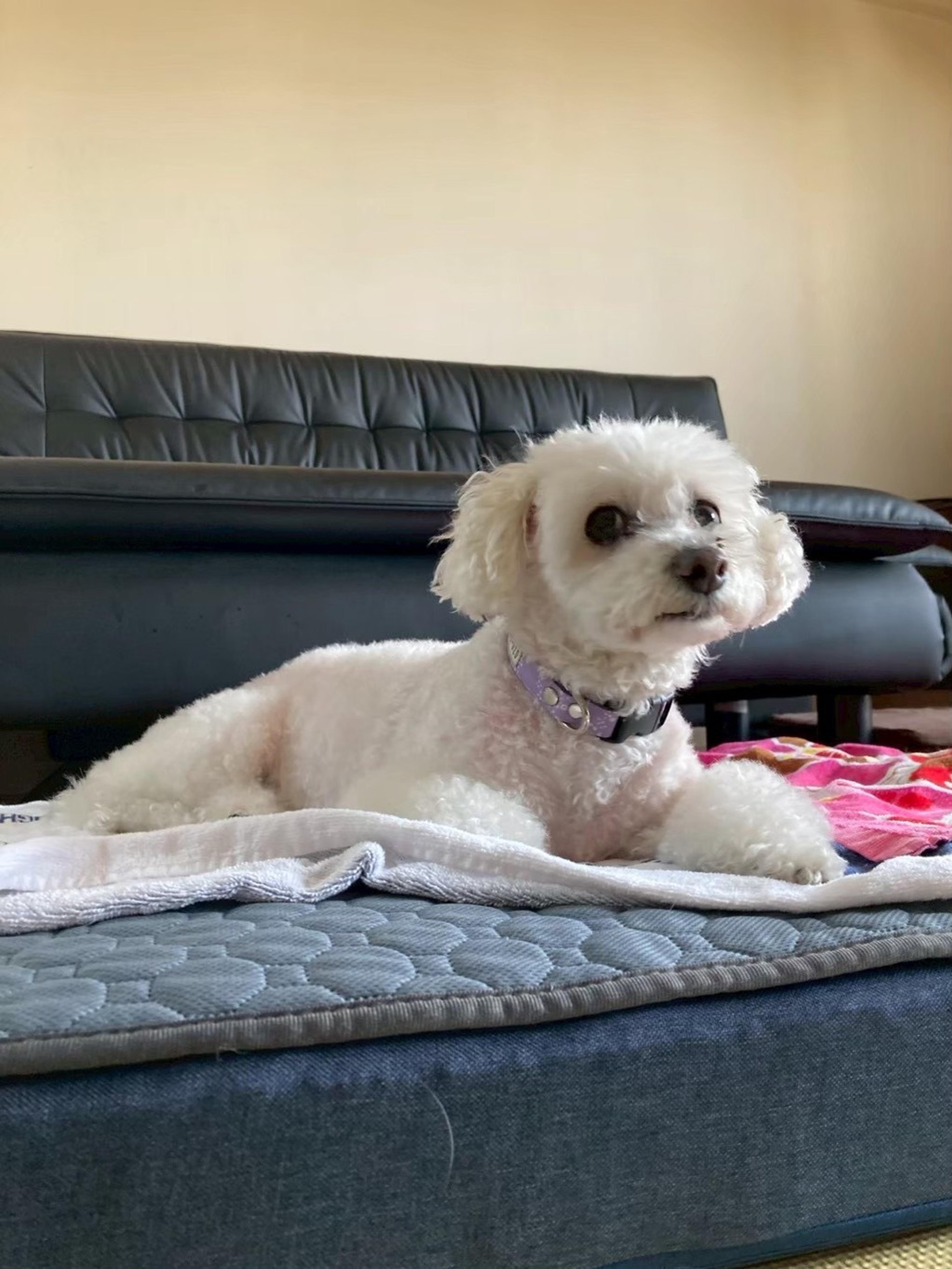 pet-image-6