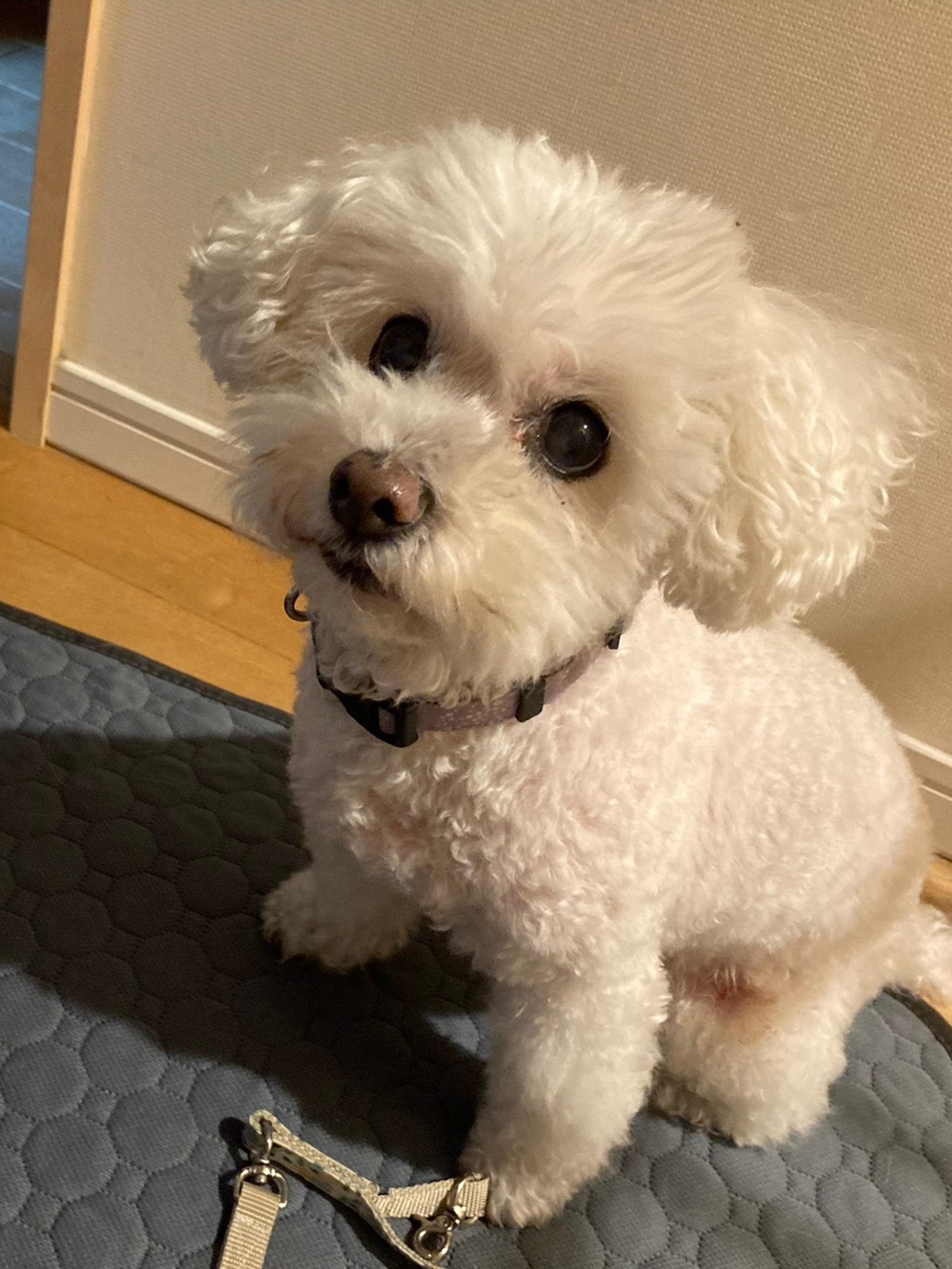 pet-image-7