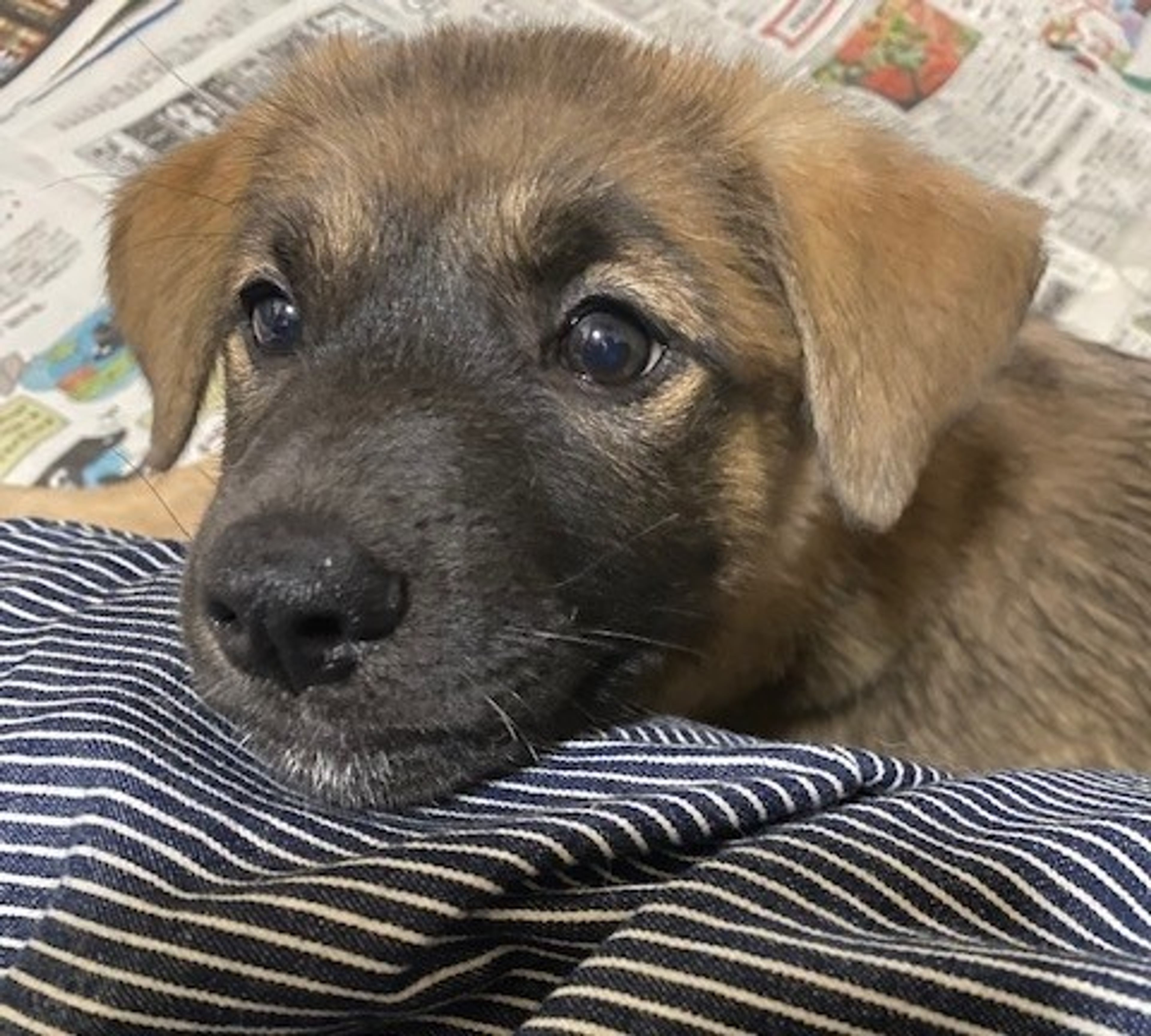 雑種（ミックス犬）・オスの里親募集の写真