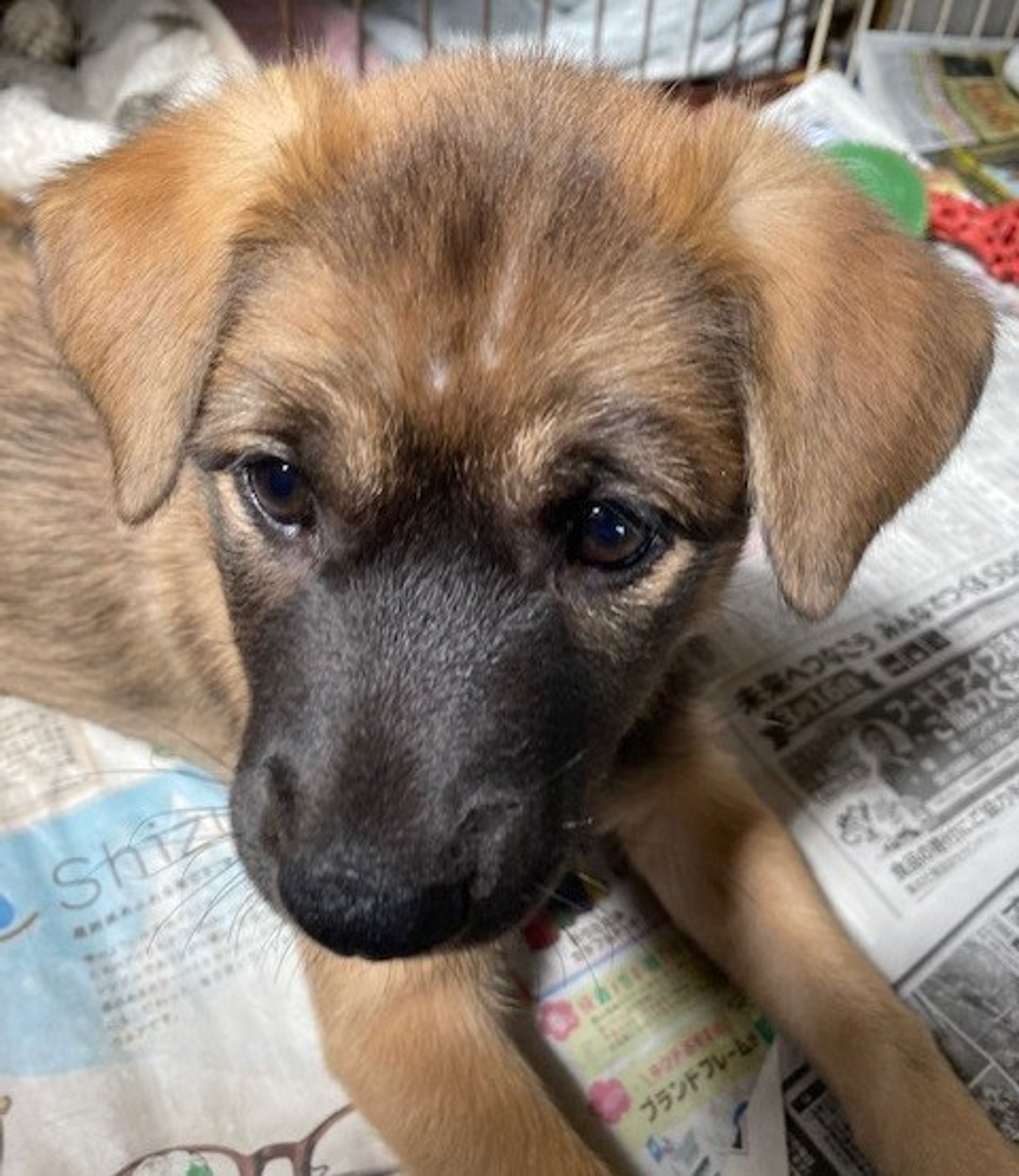 pet-image-2