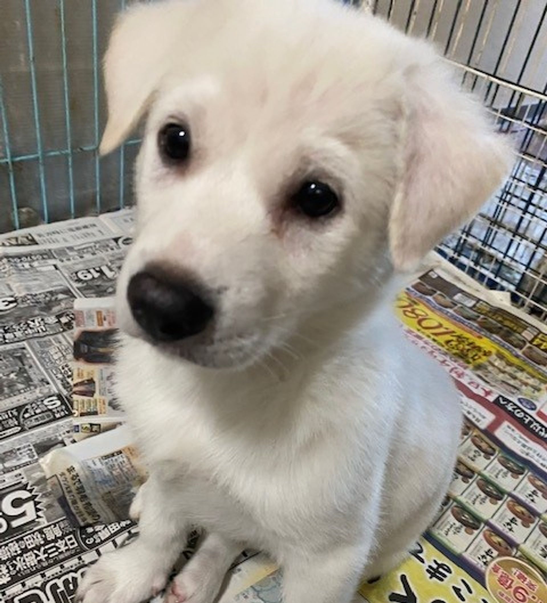 雑種（ミックス犬）・オスの里親募集の写真