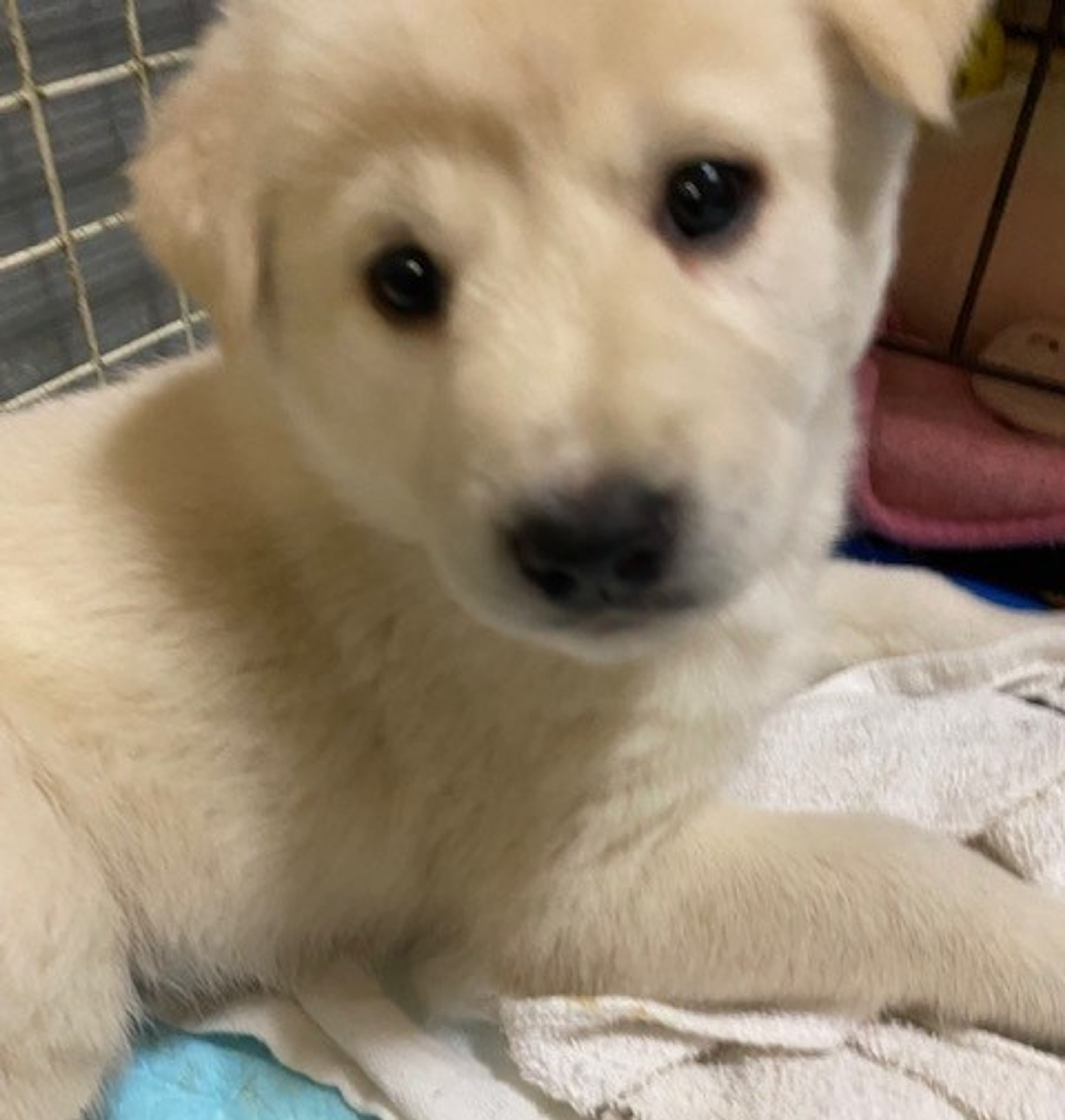 pet-image-3
