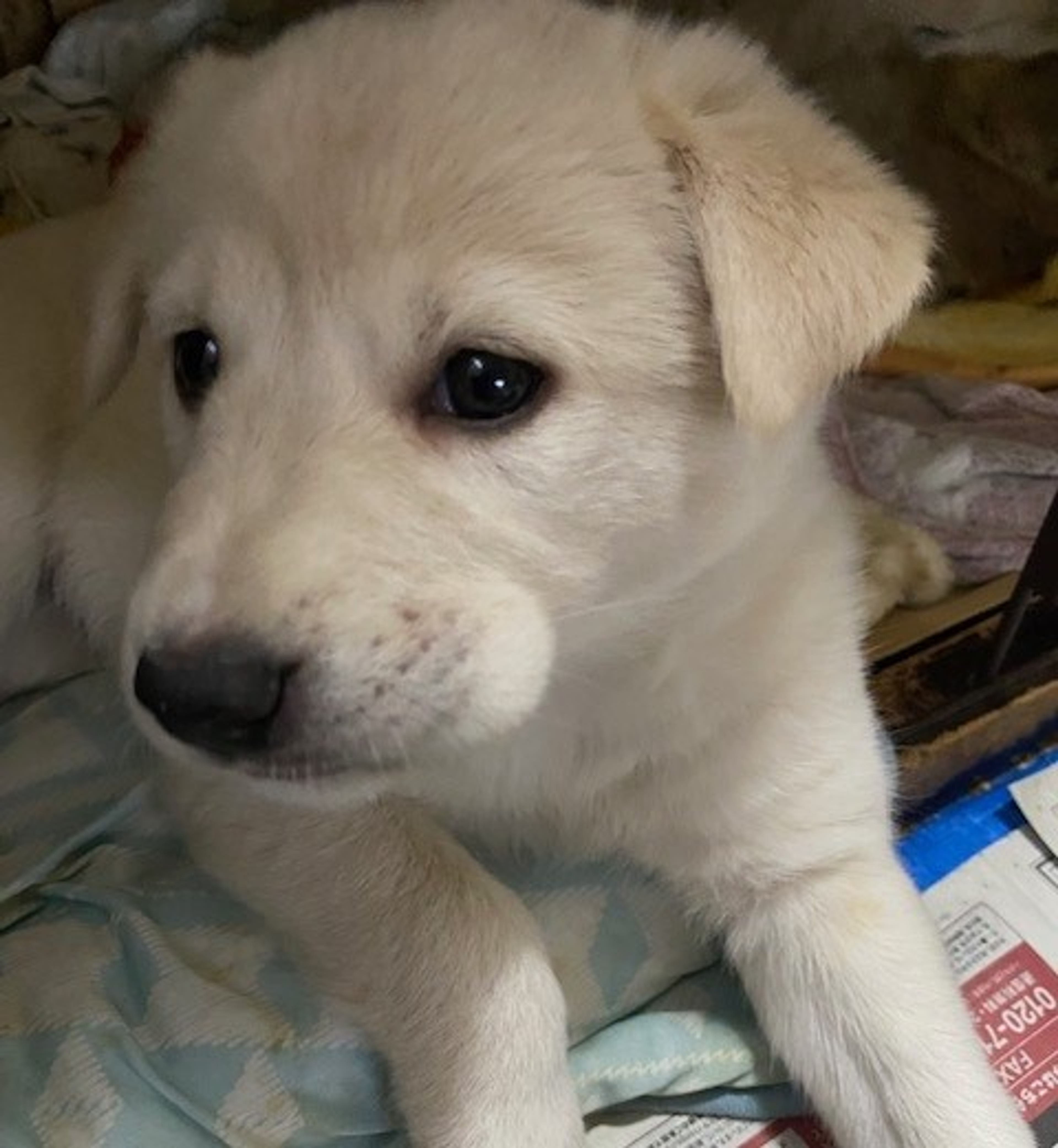 pet-image-4