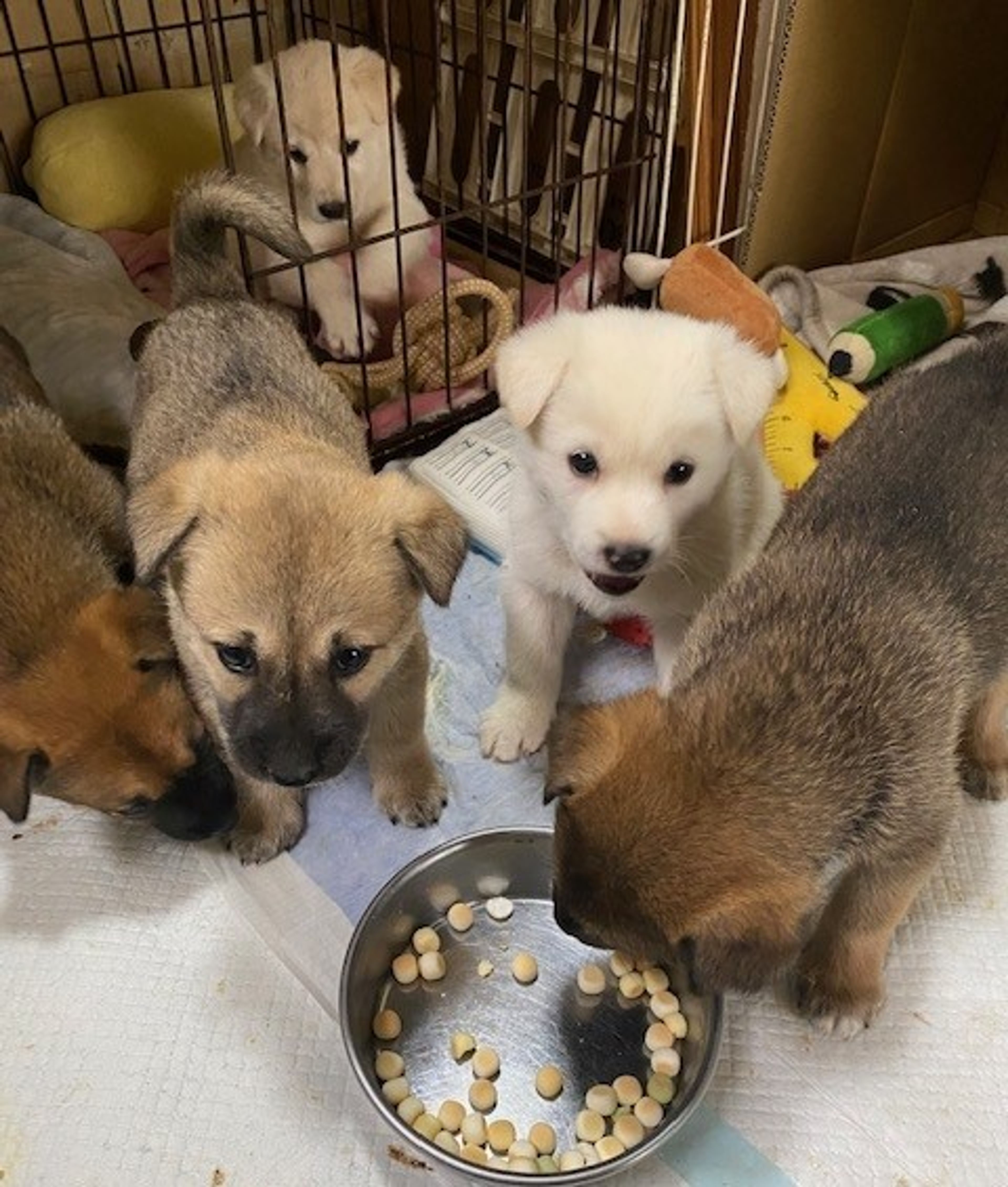 pet-image-5