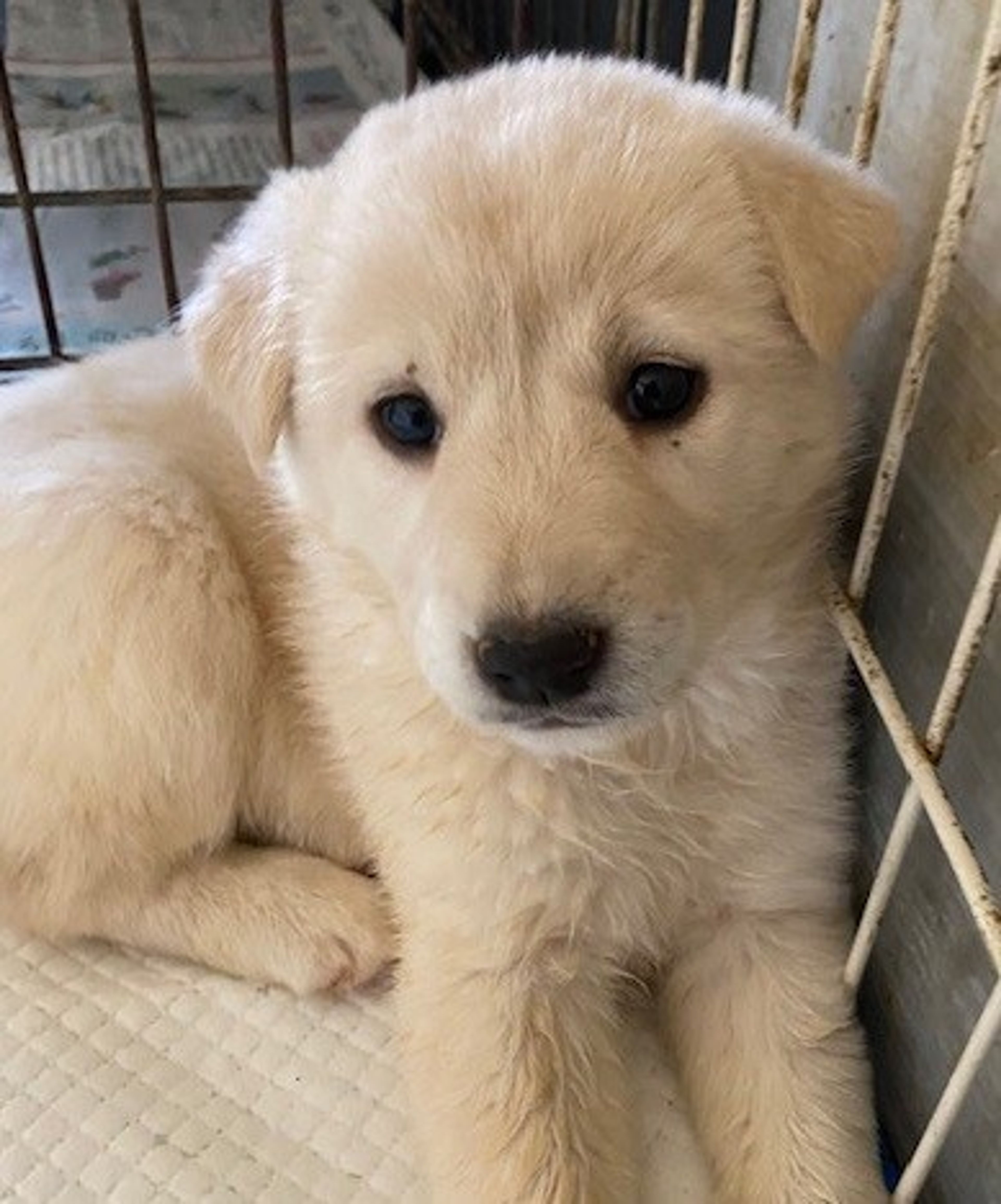 雑種（ミックス犬）・オスの里親募集の写真