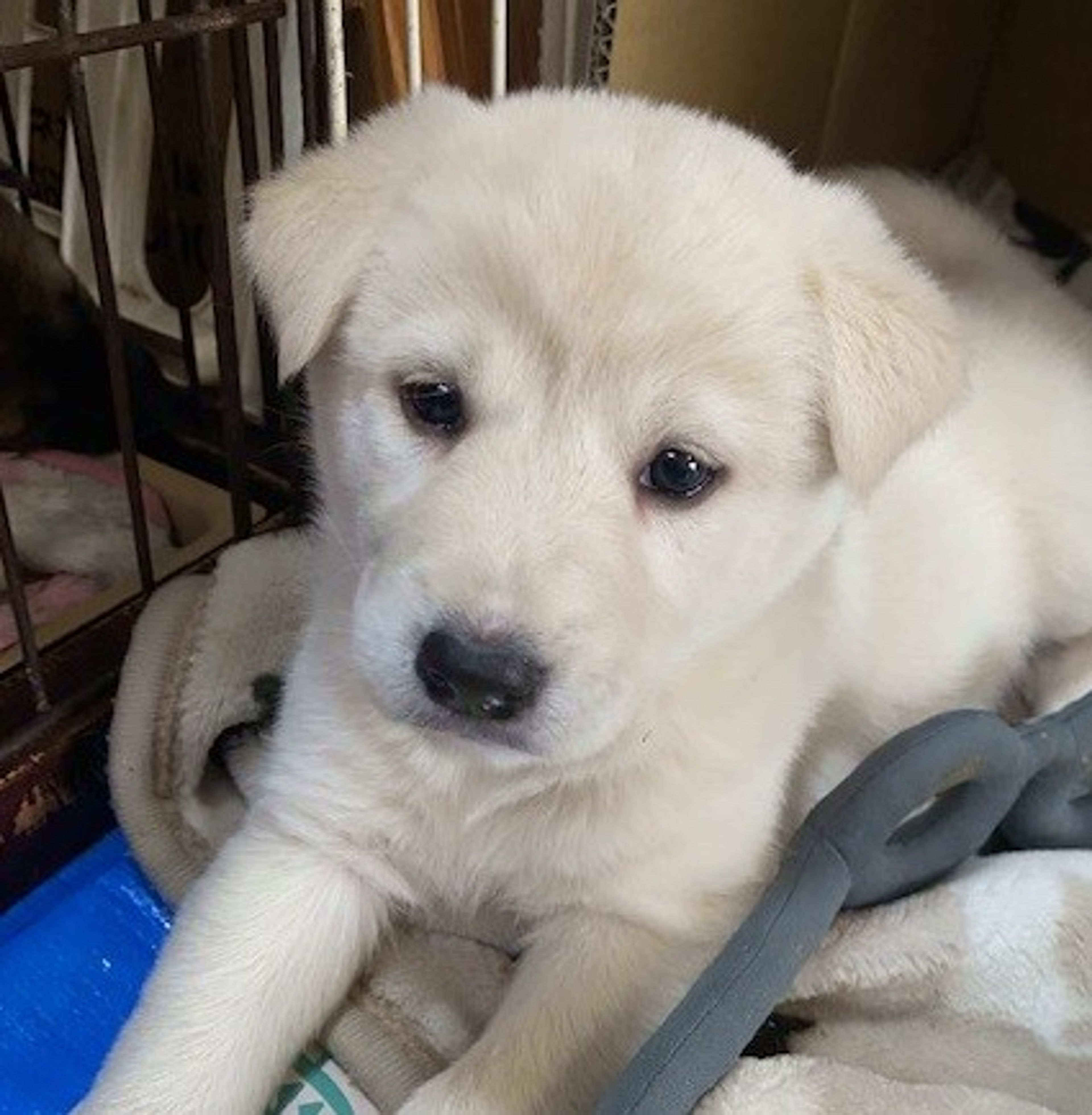 pet-image-2
