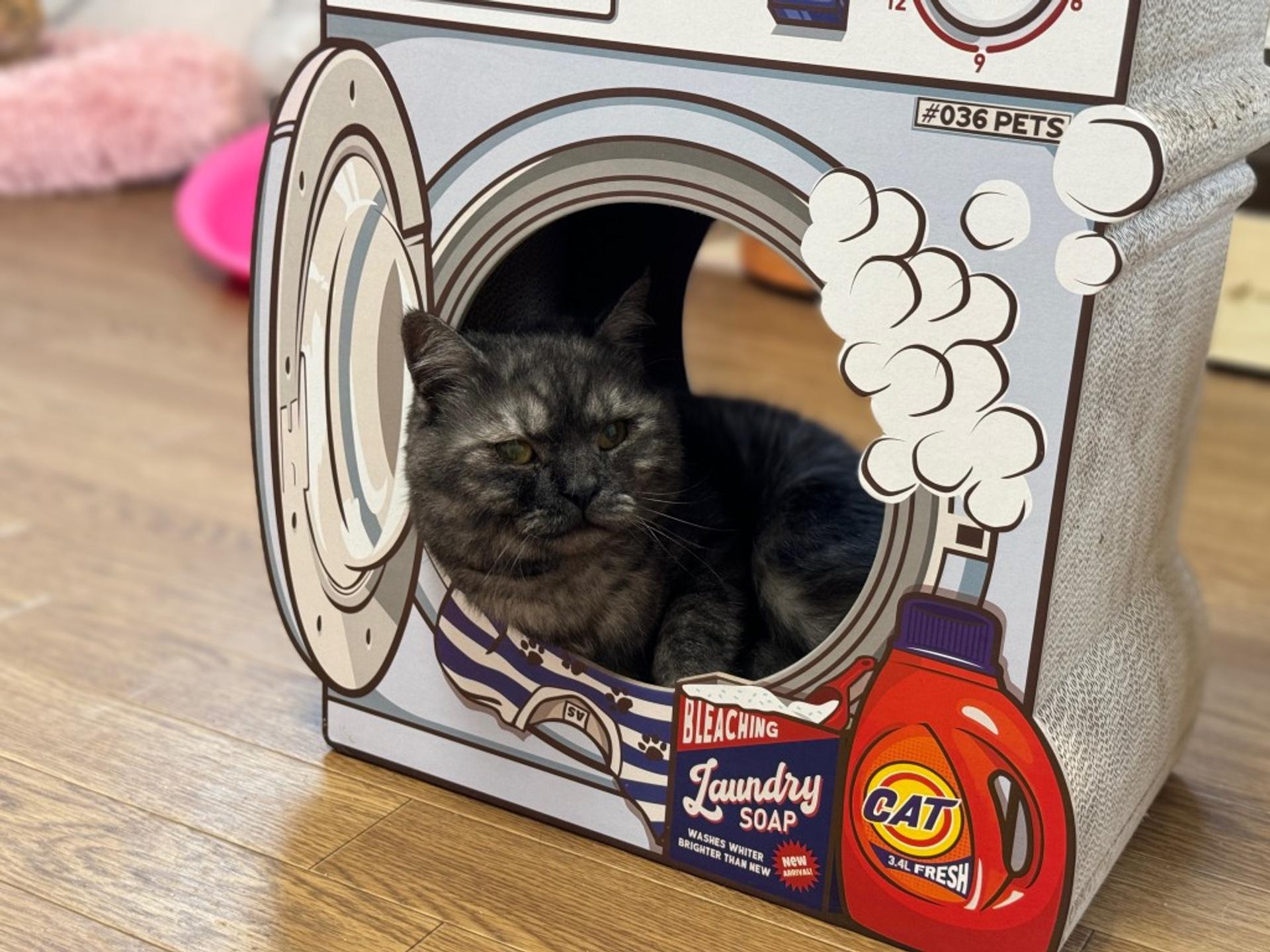pet-image-9