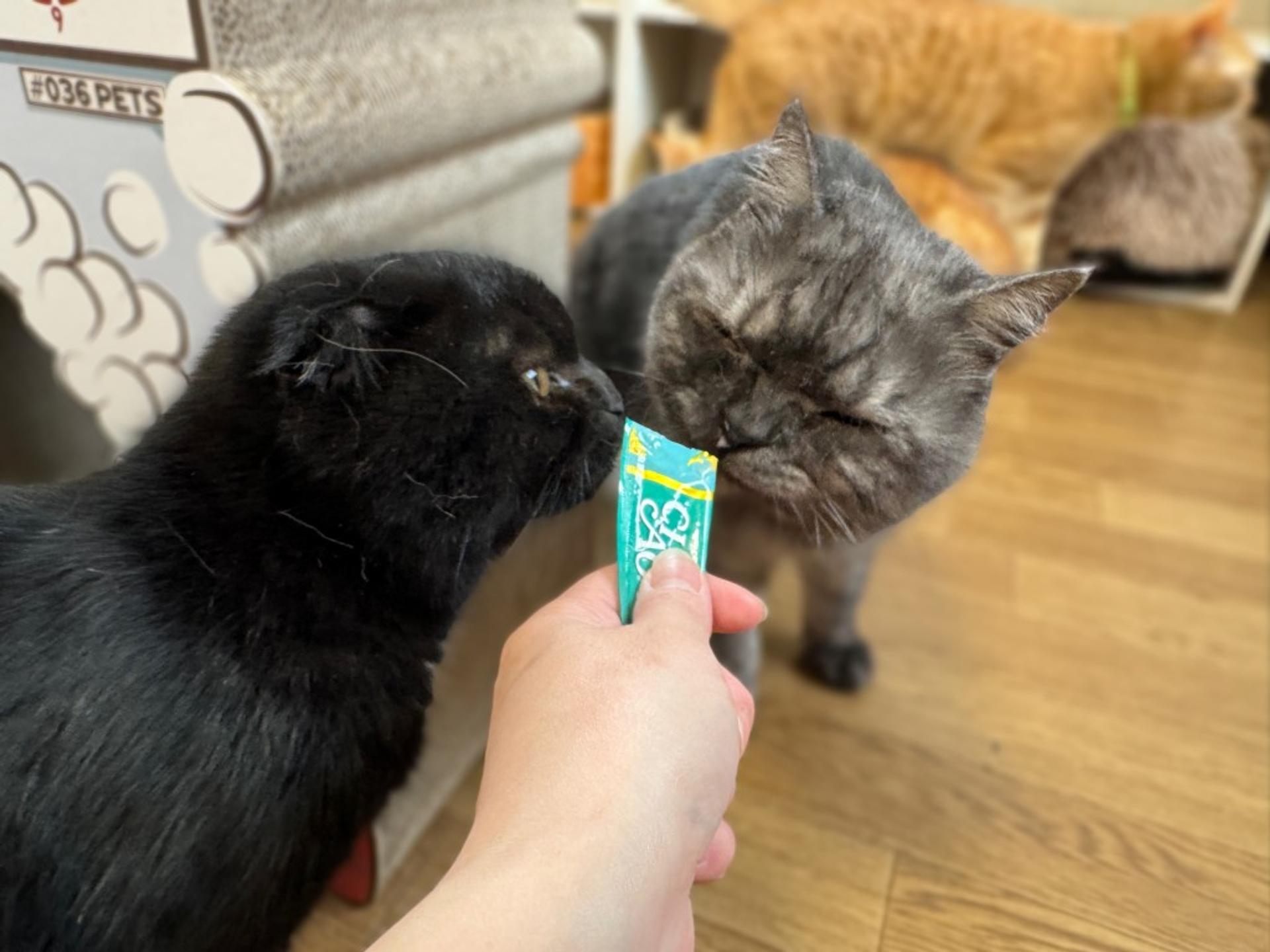 pet-image-8