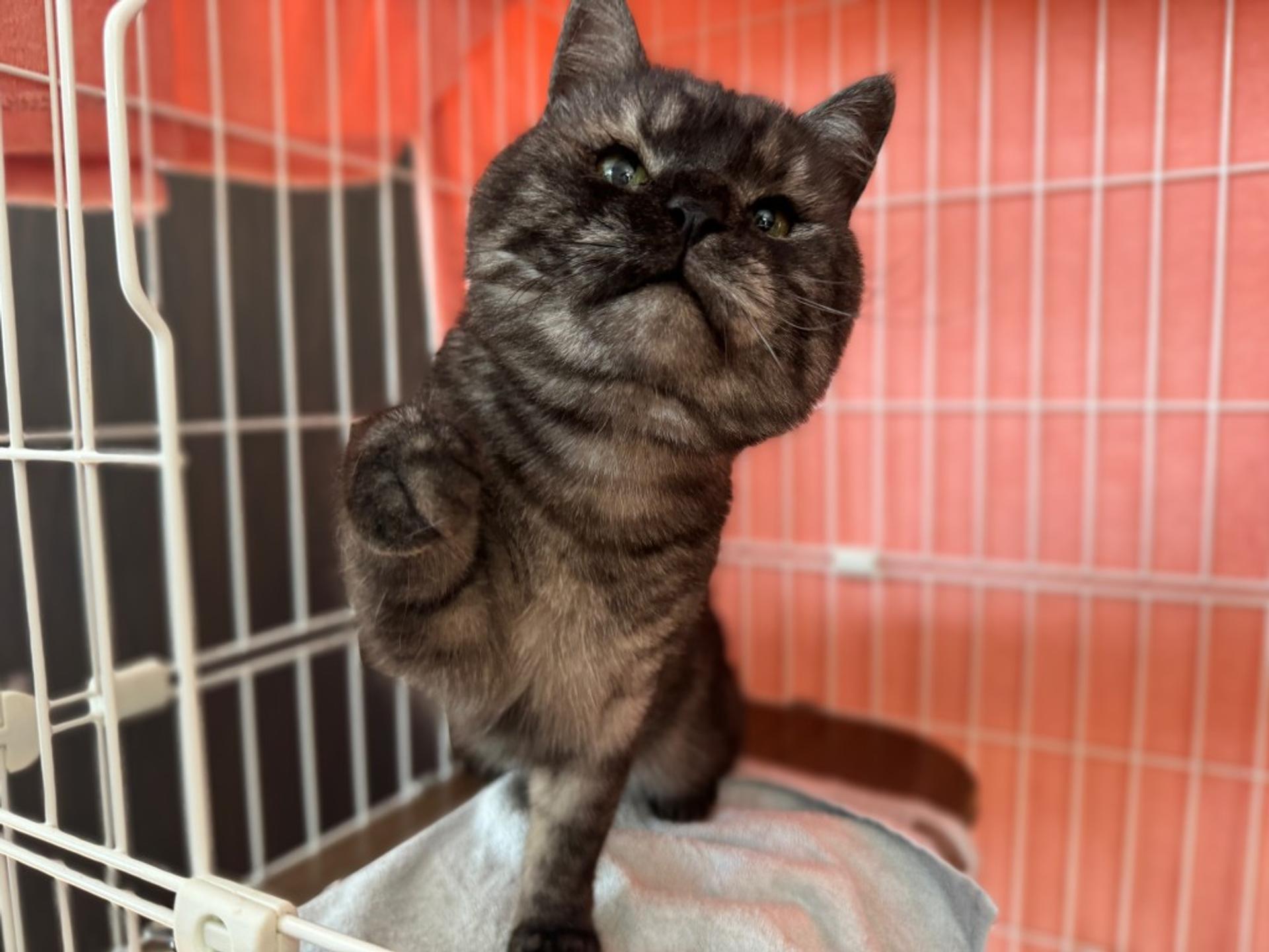 pet-image-7