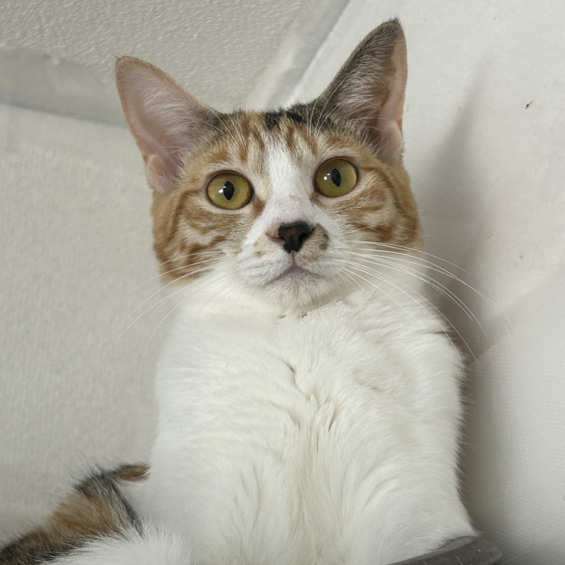 雑種（ミックス猫）・メスの里親募集の写真