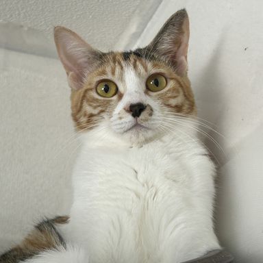 ランタナの写真