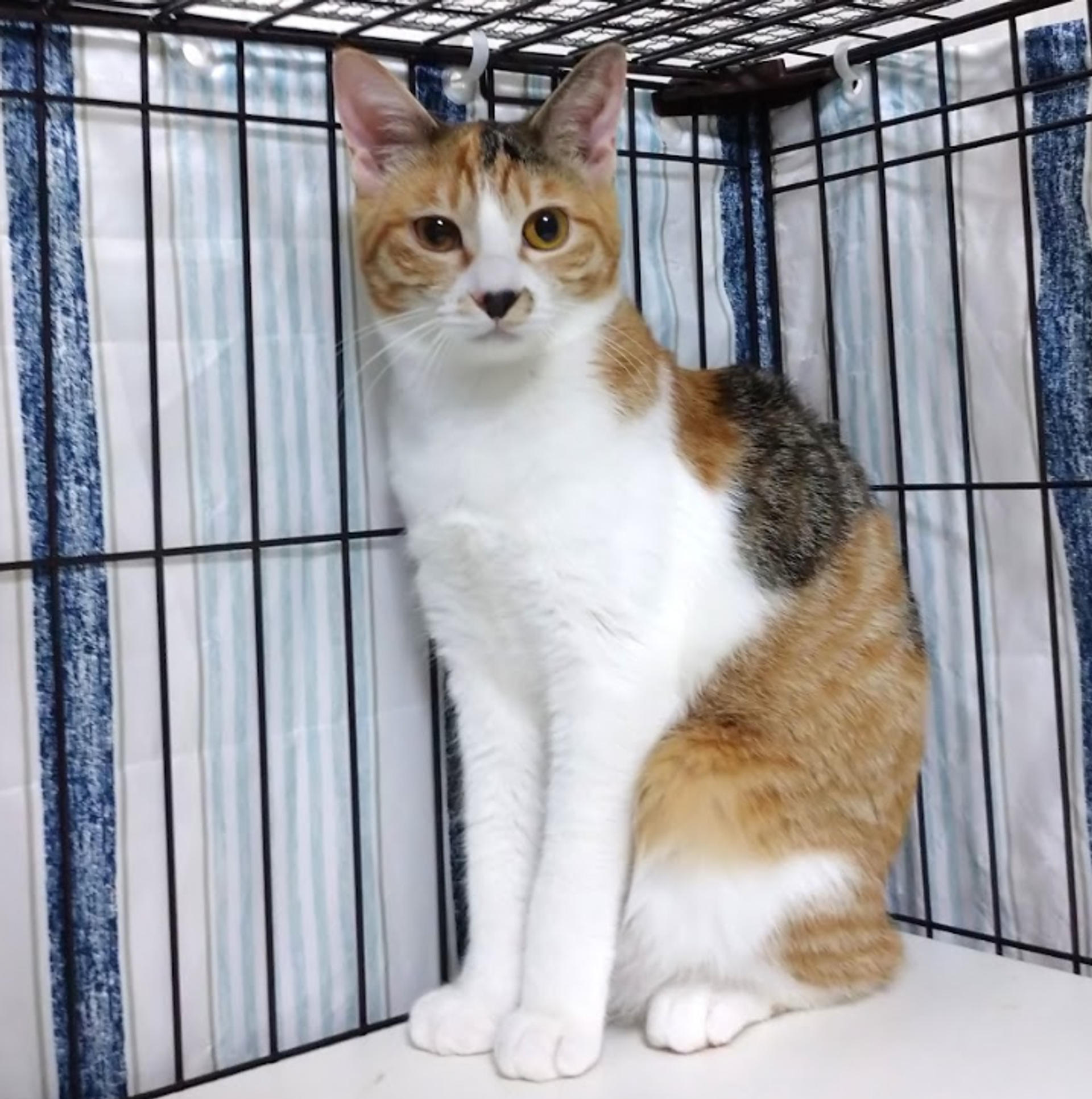 pet-image-6