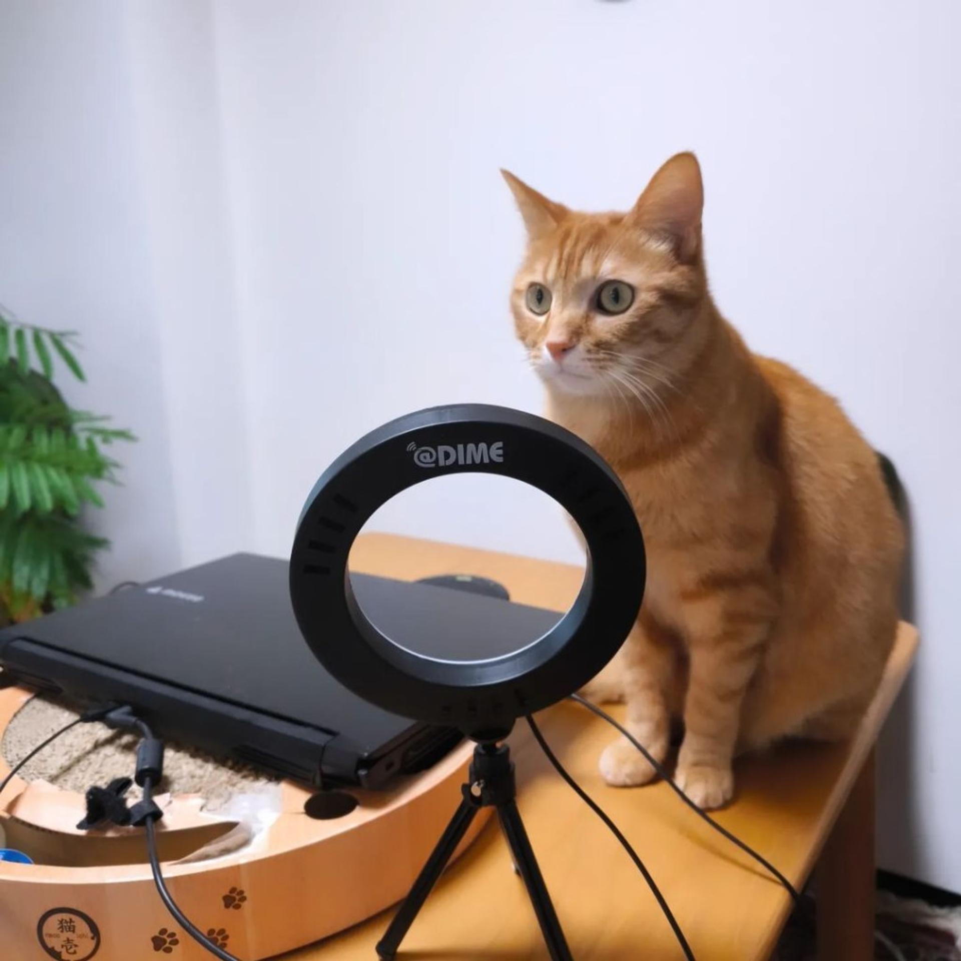 pet-image-5