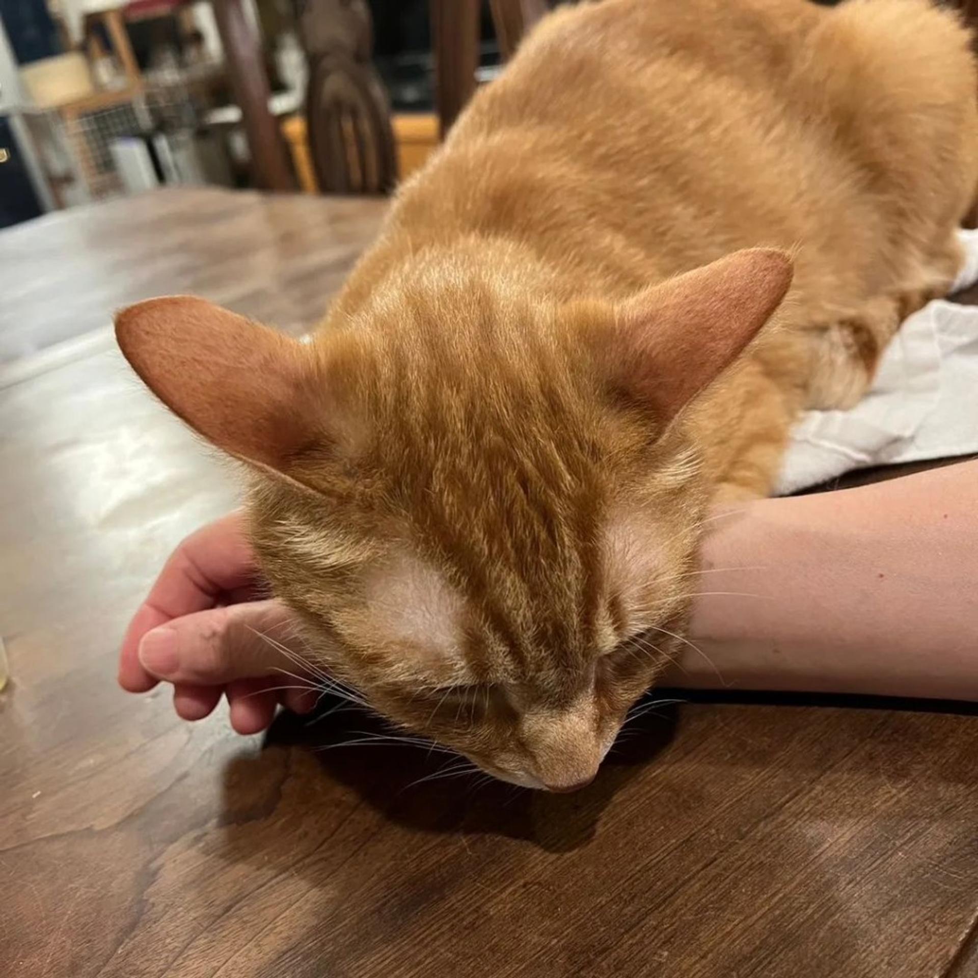 pet-image-2
