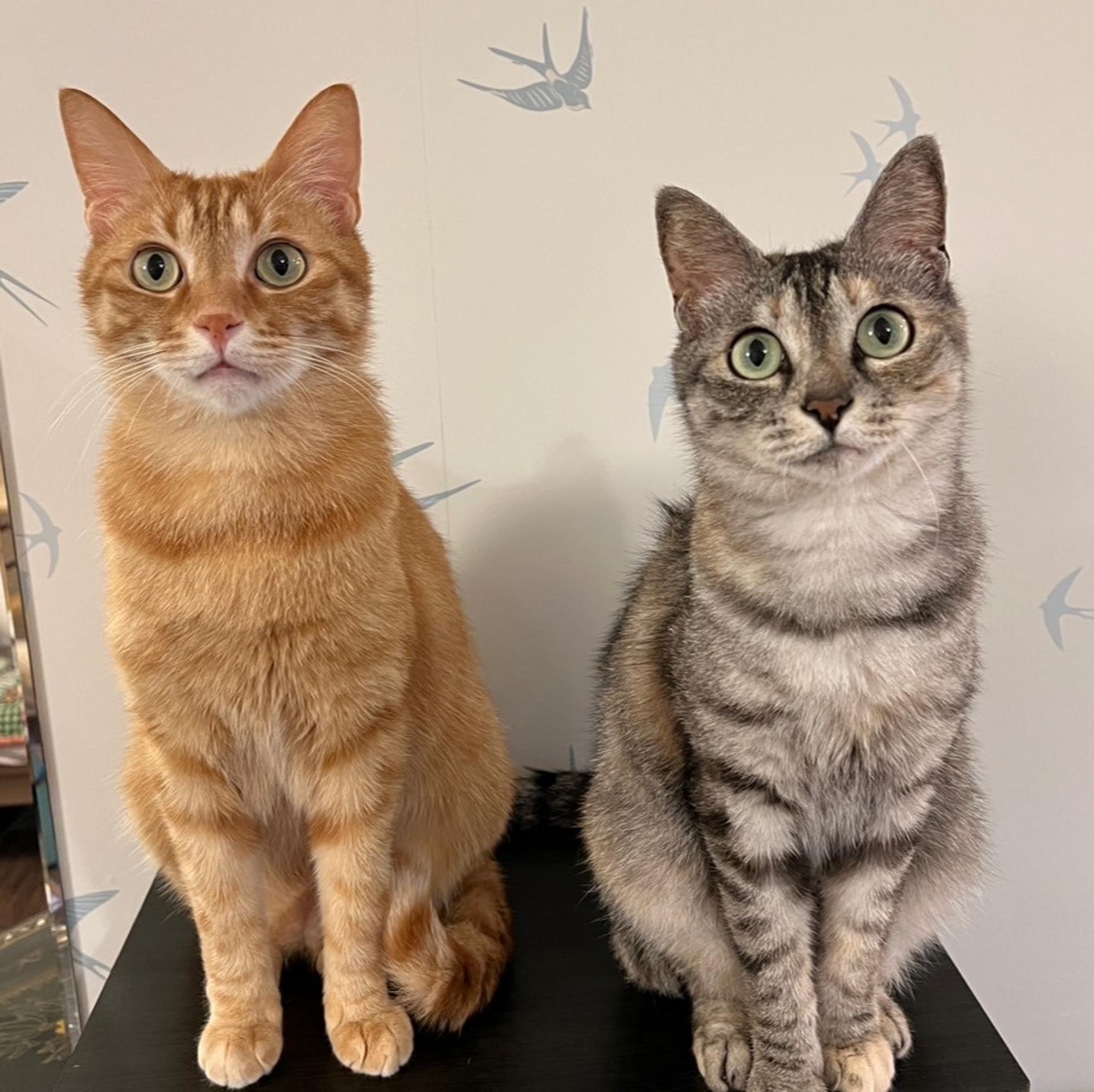 pet-image-6