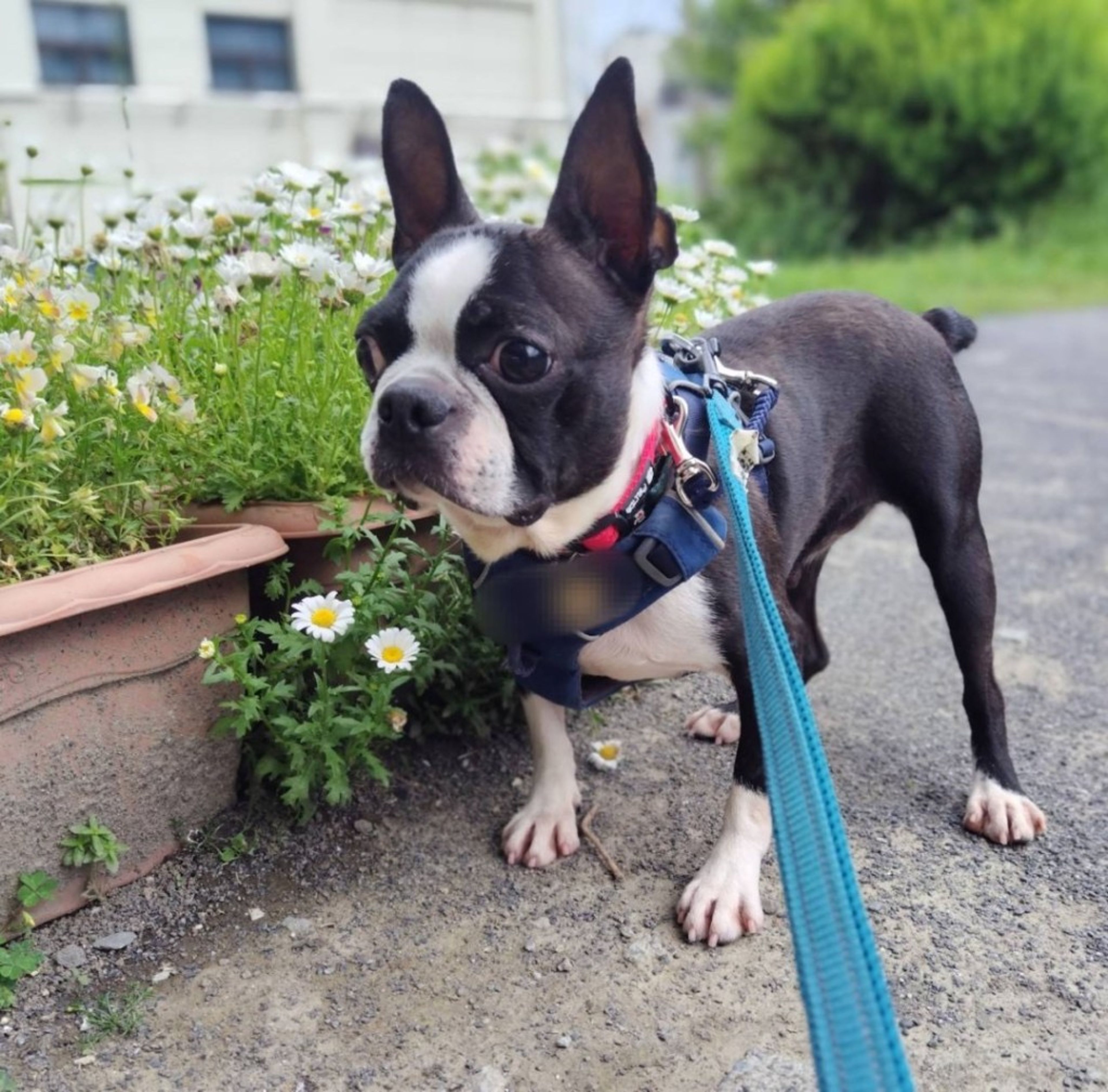 pet-image-6