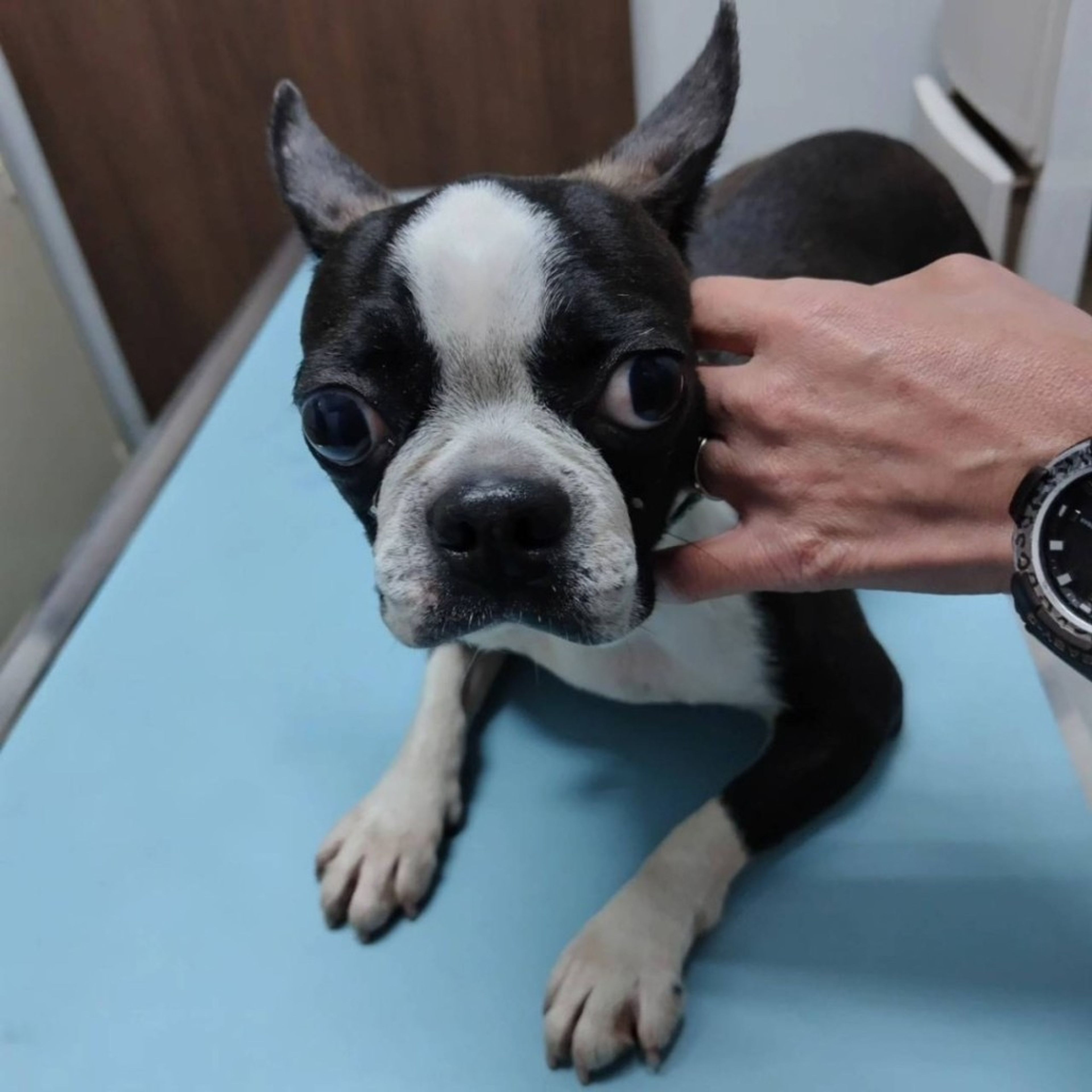 pet-image-3