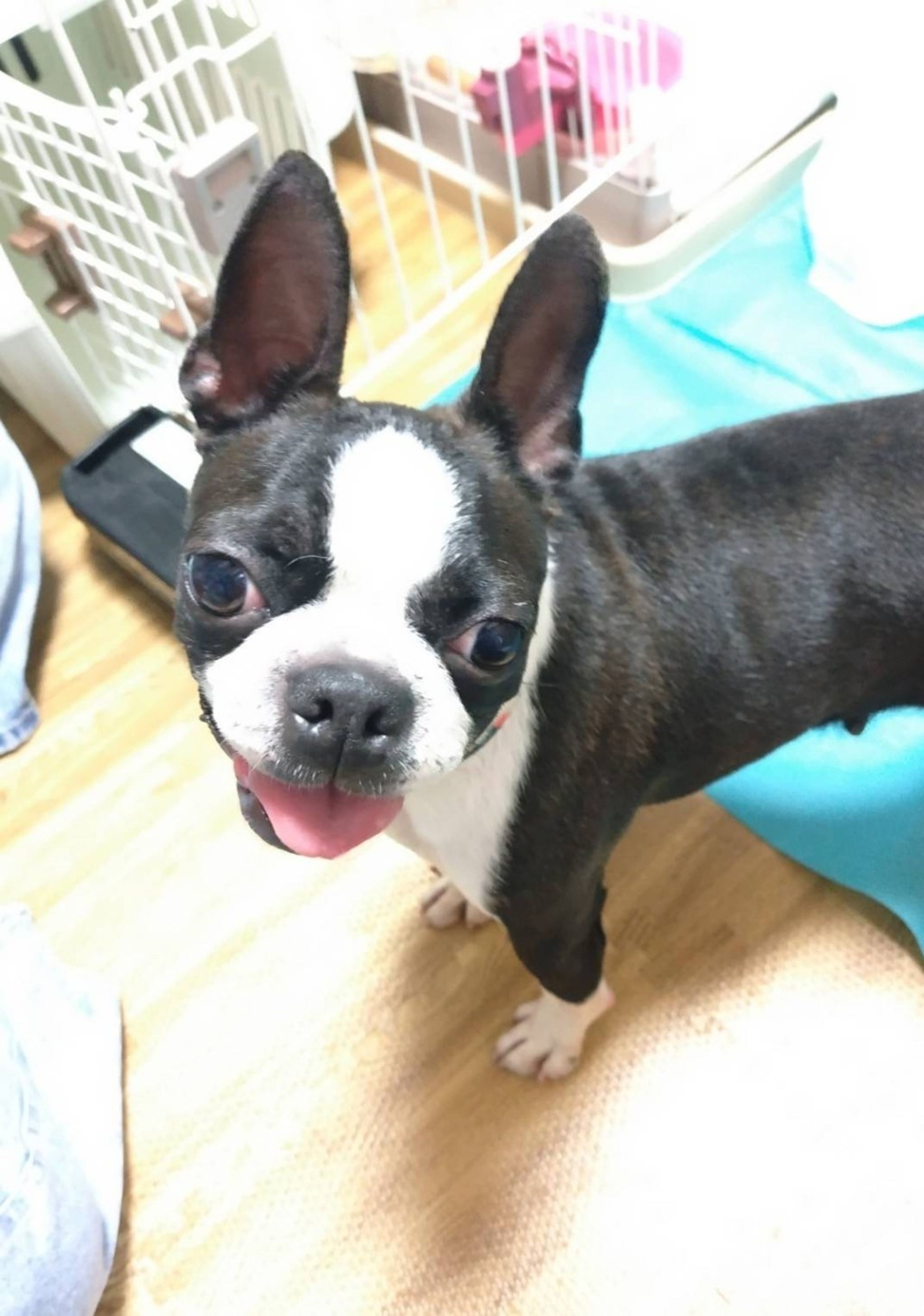pet-image-4